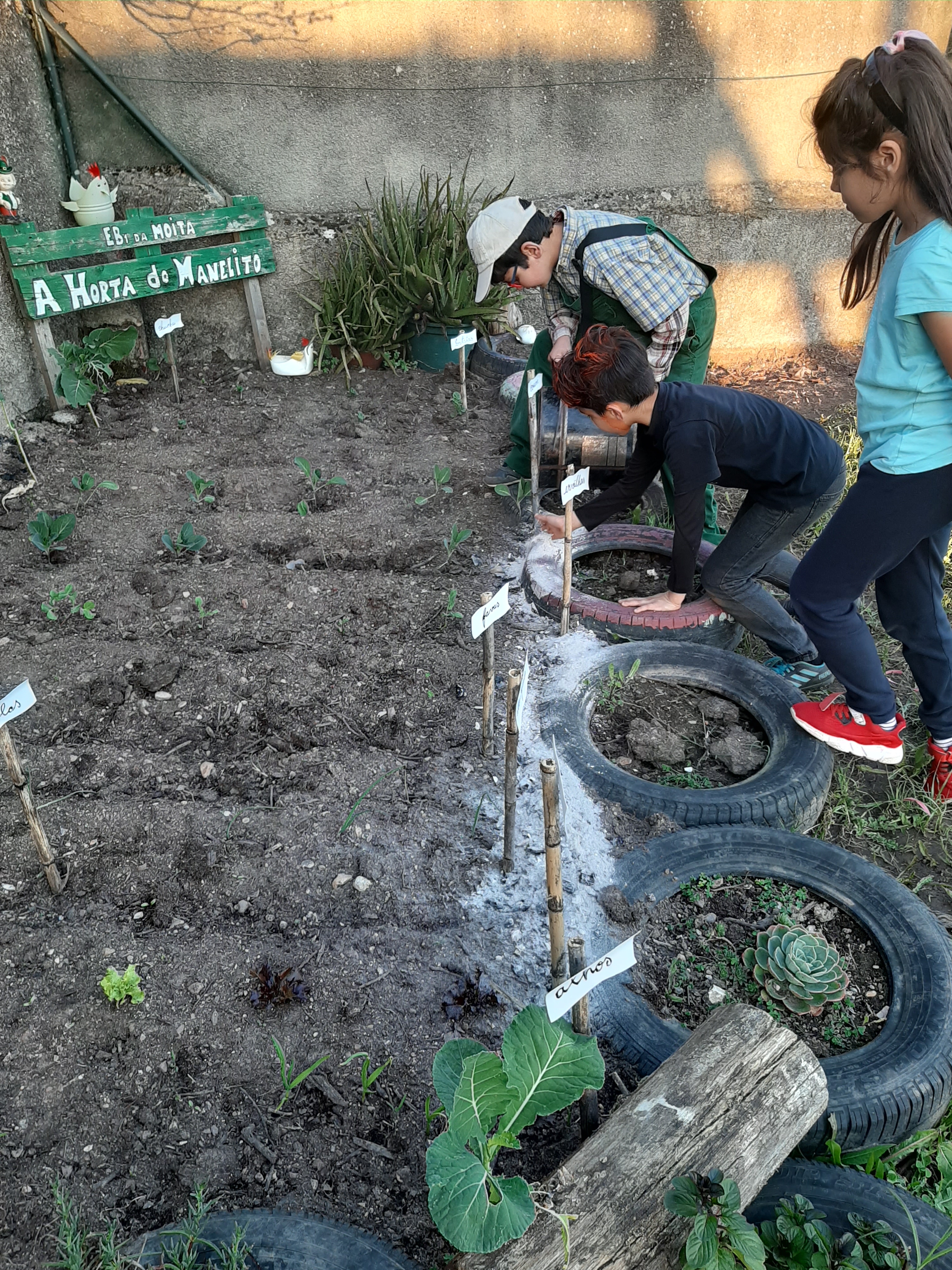 A distribuição de cinzas pelas extremidades da horta, para além de fertilizar a terra, é essencialmente para proteger a plantação dos caracóis que insistem, dia após dia, alimentarem-se das, ainda frágeis, plantas da horta.