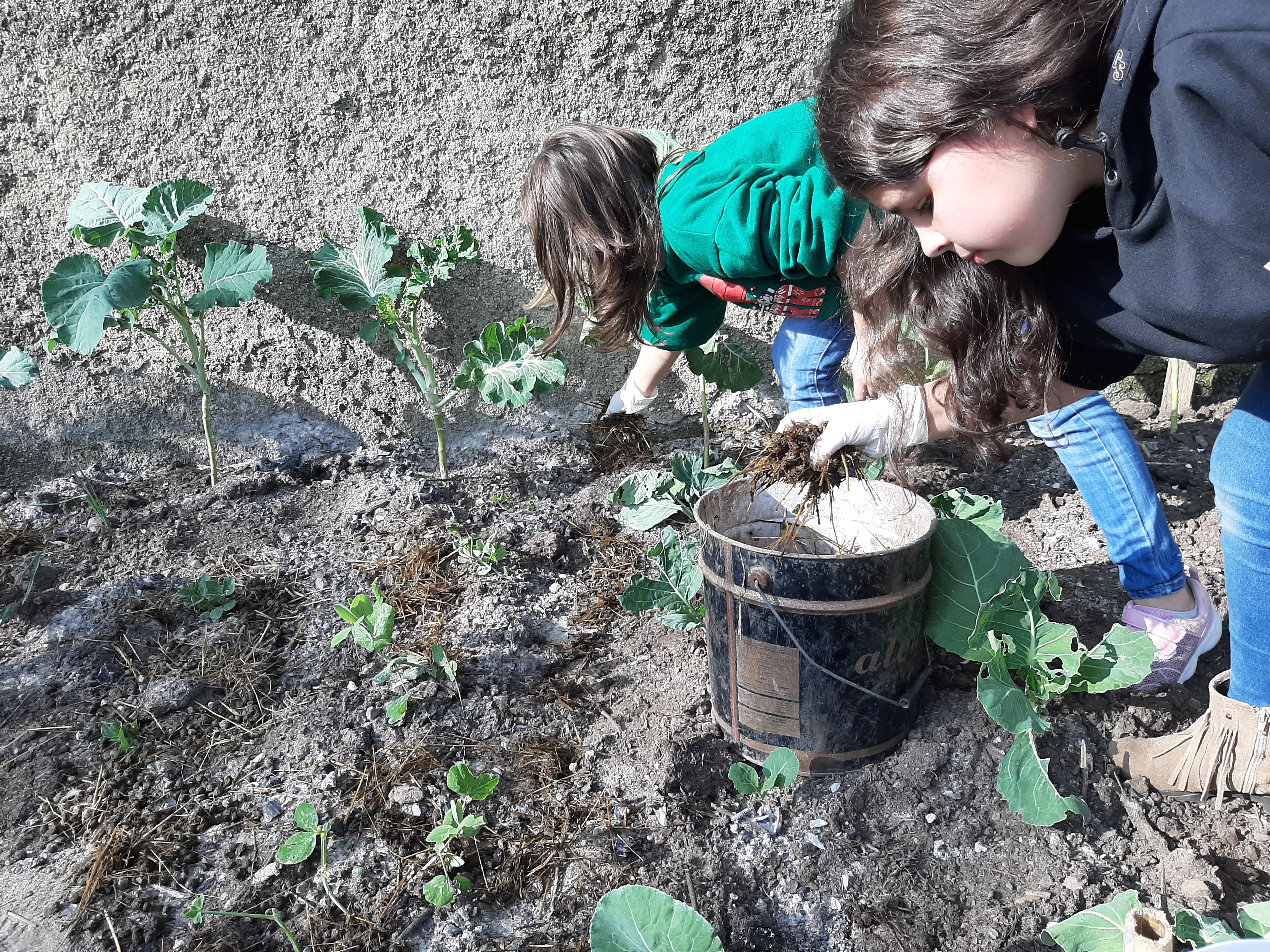 Momento de fertilização orgânica com estrume natural de coelho e galinha. Momento de grande aprendizagem para todo o grupo.