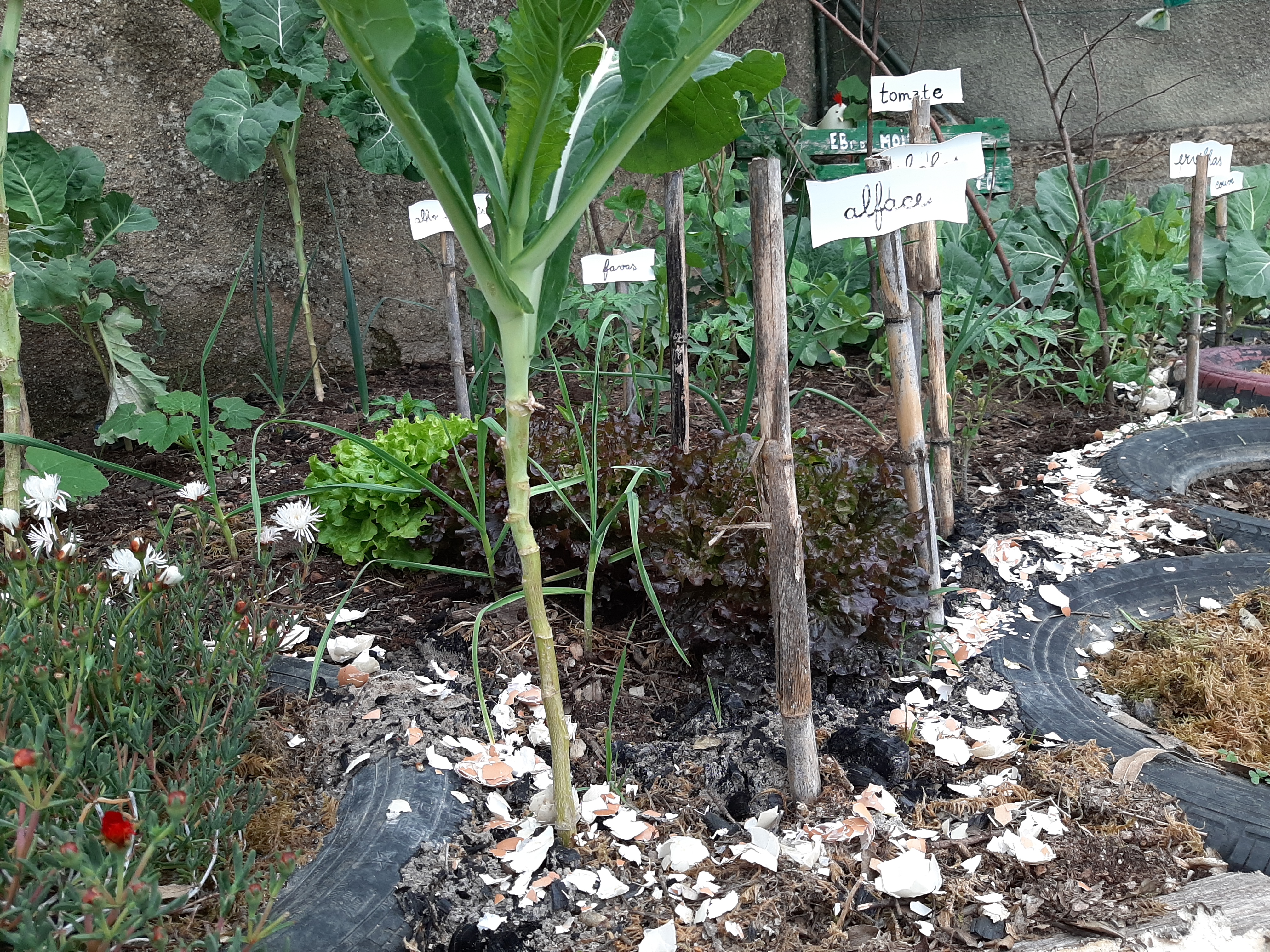 Devido ao clima, verificou-se que o caracol continuava a danificar as plantas da horta. Então, procedeu-se à colocação da casca de ovos trituradas para evitar a entrada dos mesmos neste recinto e contribuindo também para a fertilização.