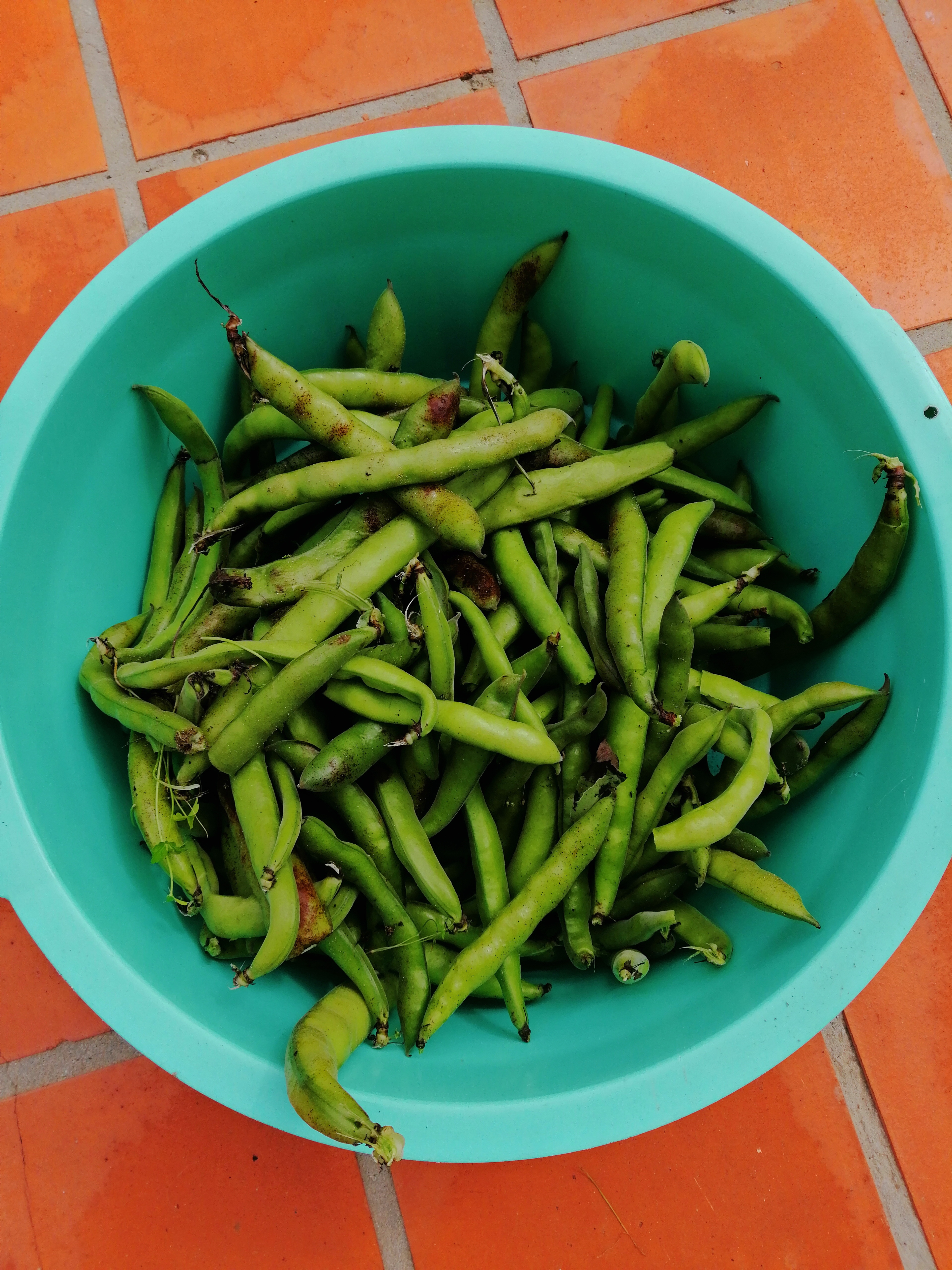 As favas do faval.