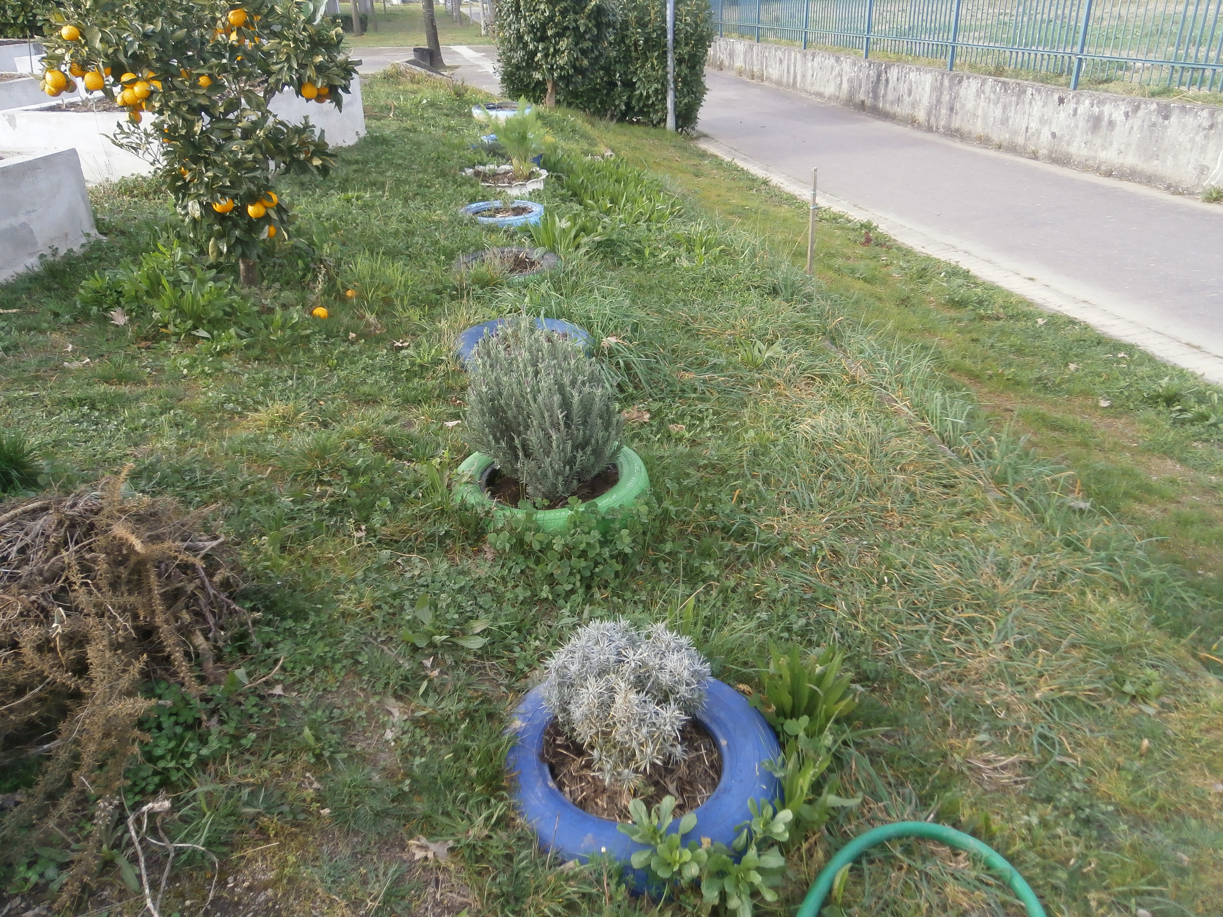 Aspeto das ervas aromáticas que fazem o contorno da "horta".