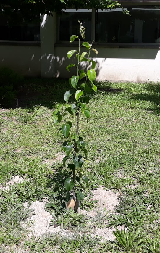 Árvores de fruto plantadas em março.