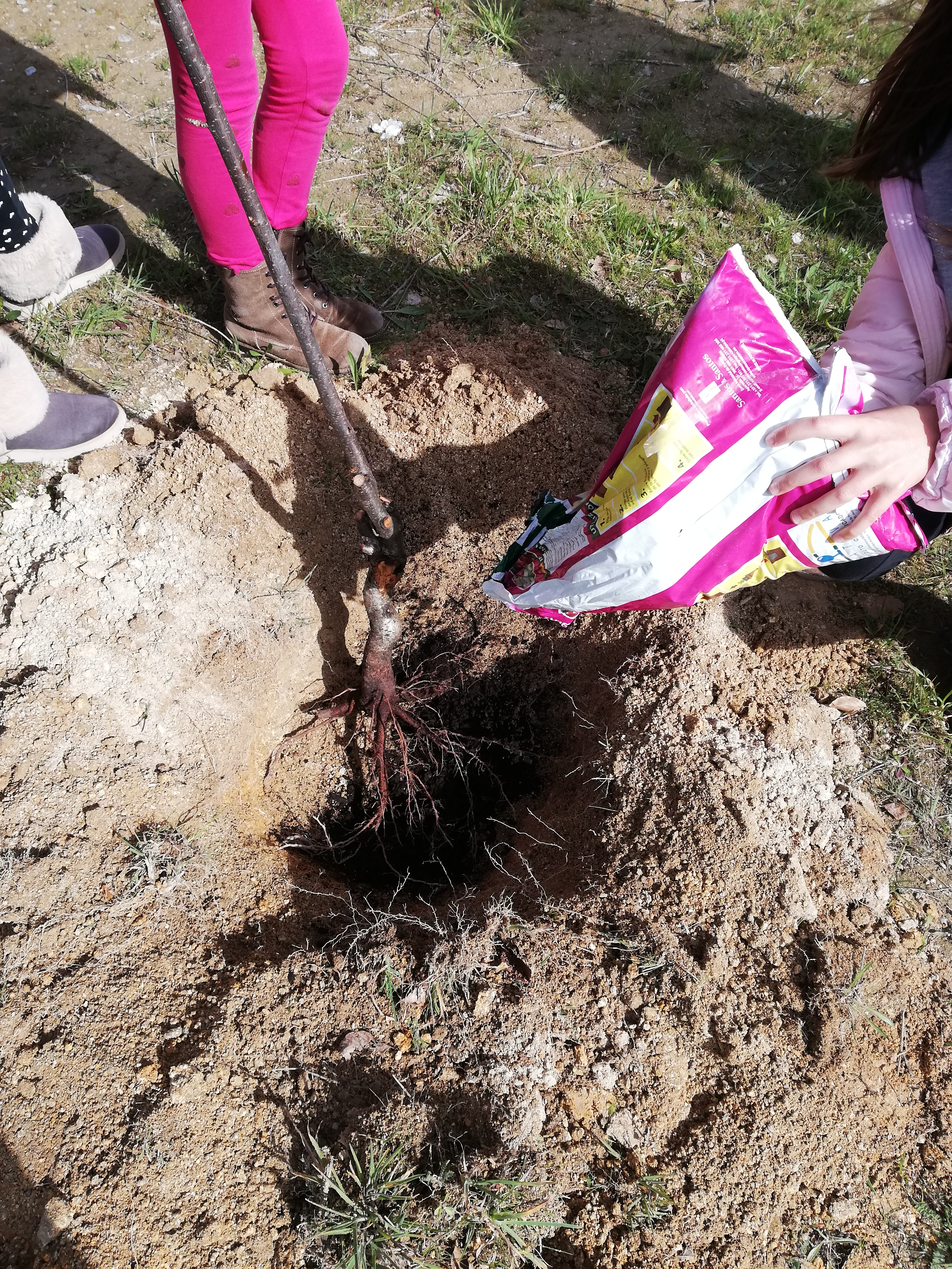 Escolhemos o lugar perfeito, cavámos um buraco e adicionámos um pouco de estrume para que a nossa cerejeira se adapte com facilidade.