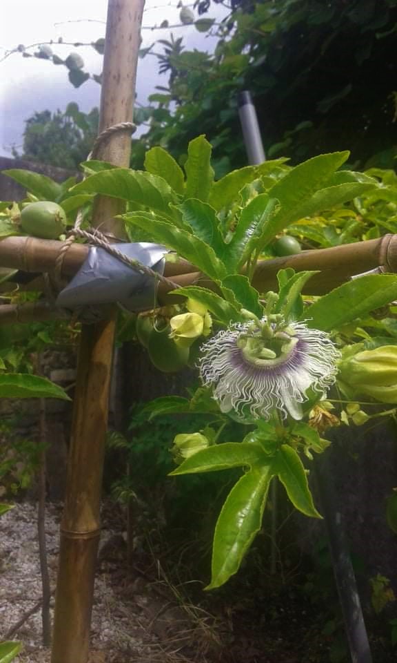 Flor de maracujá do Biogarden