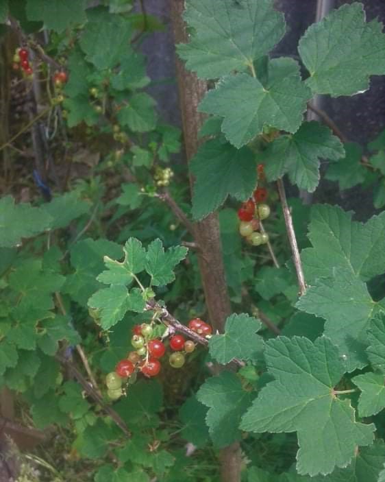 Groselhas do Biogarden