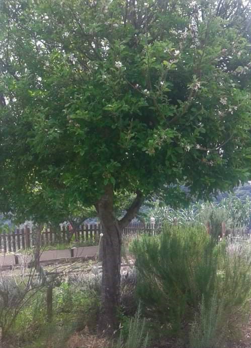 Macieira da Nossa Horta