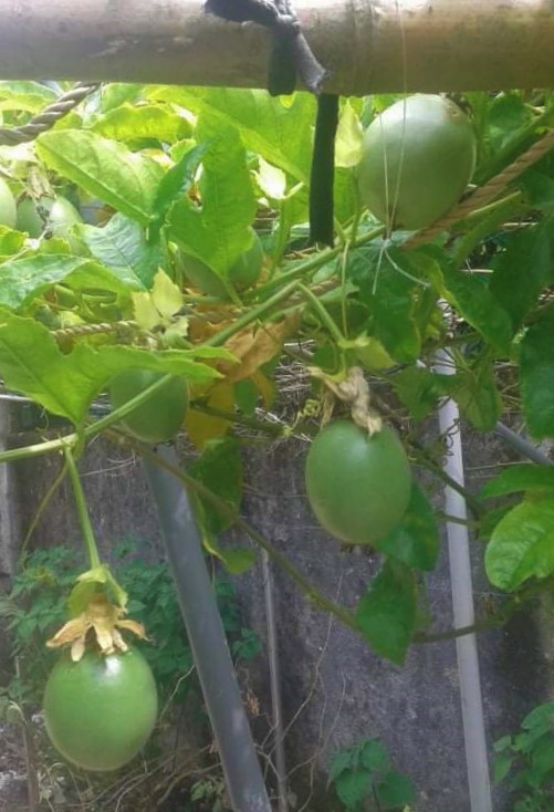 Maracujás do Biogarden