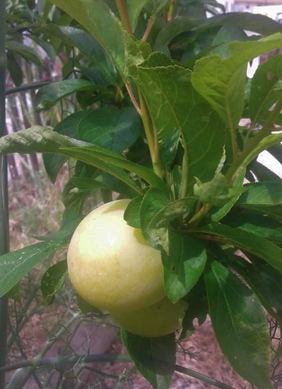 Ameixa do Biogarden