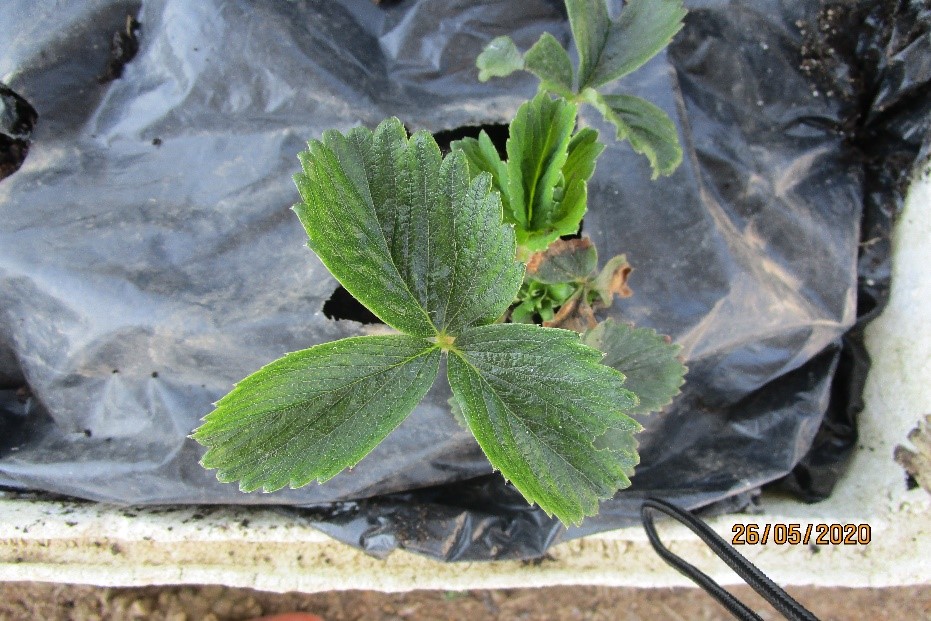 Com o passar do tempo a planta começa a desenvolver-se .