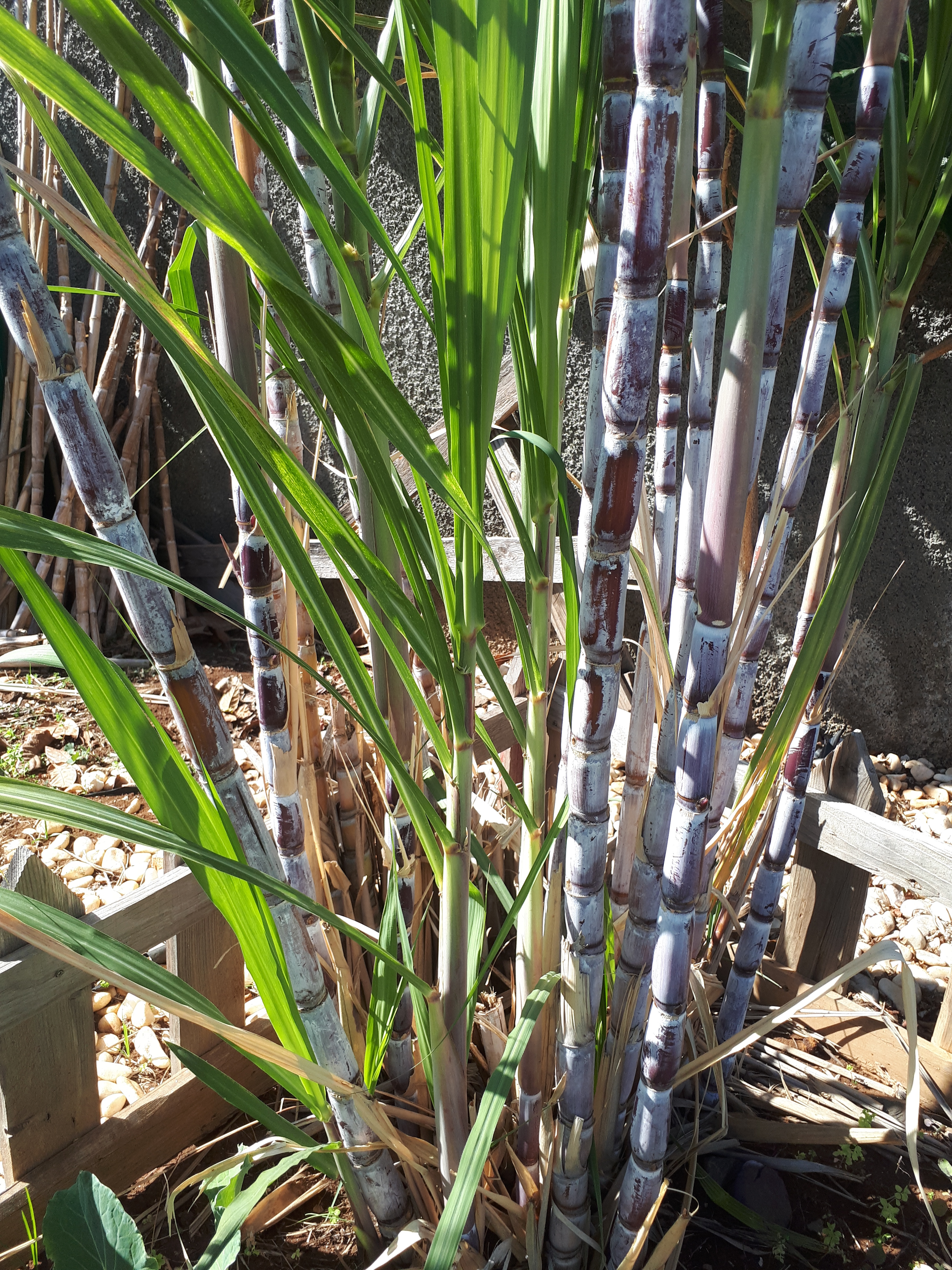 A cana de açúcar, produto dos primórdios da descoberta da Madeira. O chamado "ouro branco" da época, marca presença na nossa horta