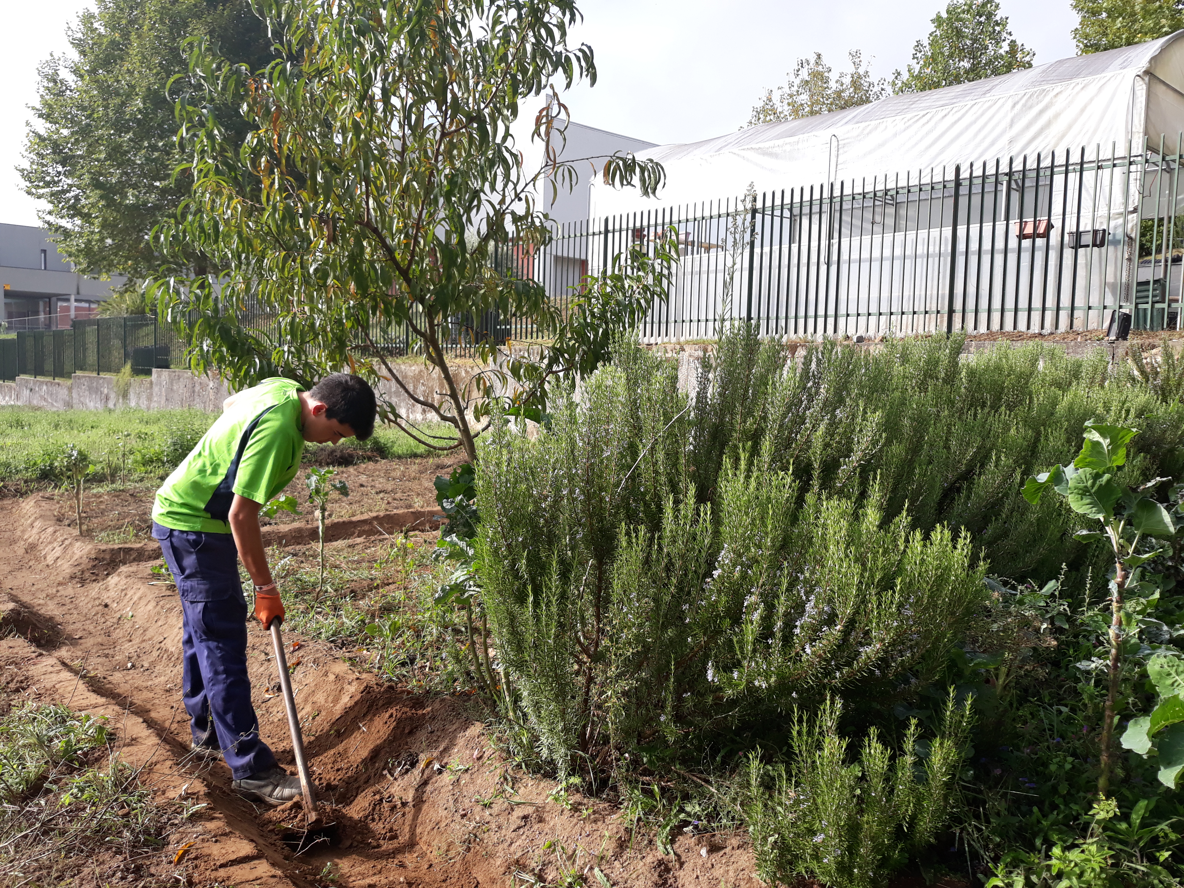 Trabalhos de limpeza e manutenção da horta no início do ano escolar pelo CEF de Jardinagem.