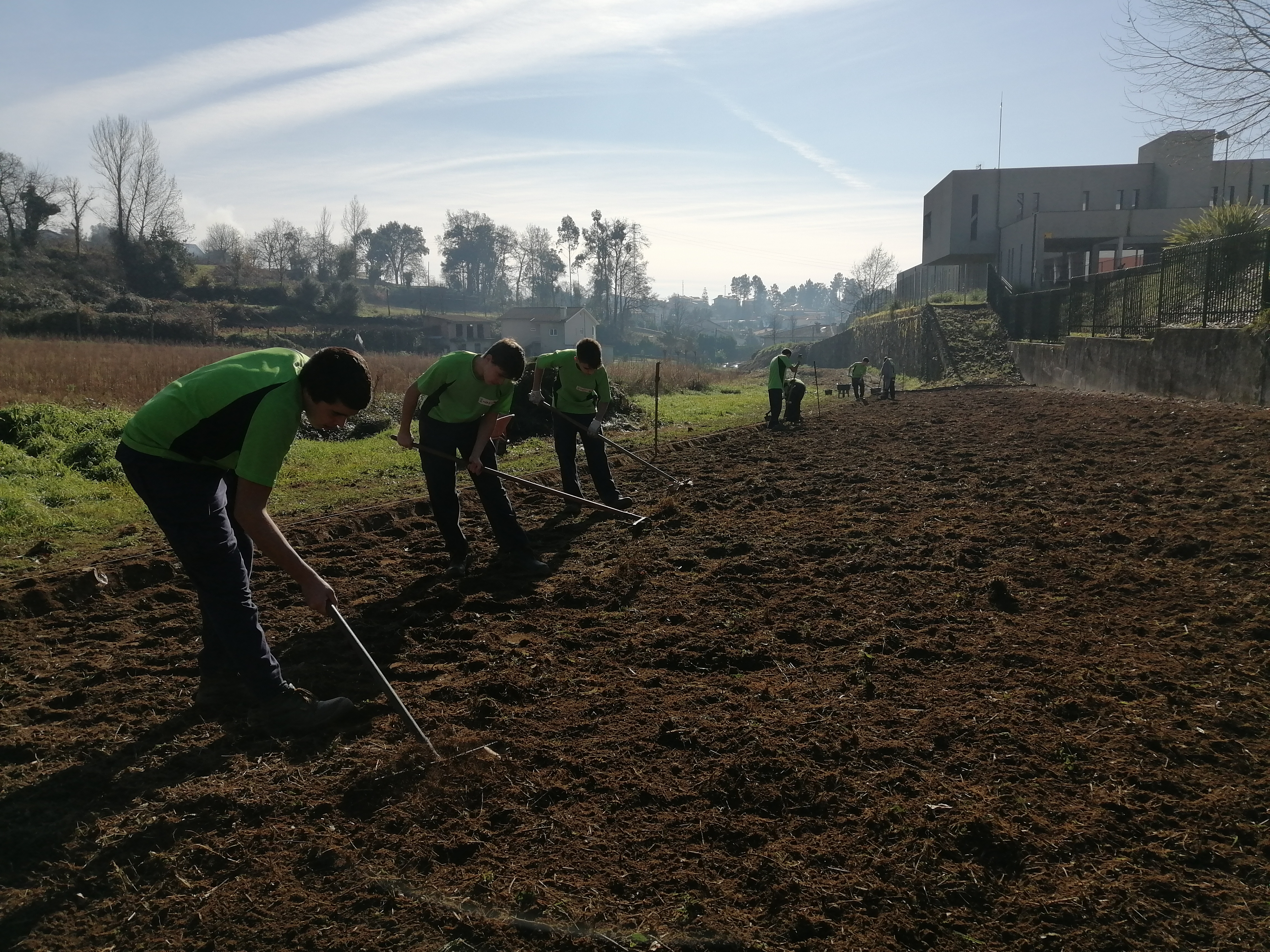 Adubação verde - preparação do solo para sementeira de centeio e tremocilha. O solo foi lavrado e fresado pelo agricultor parceiro do projeto.