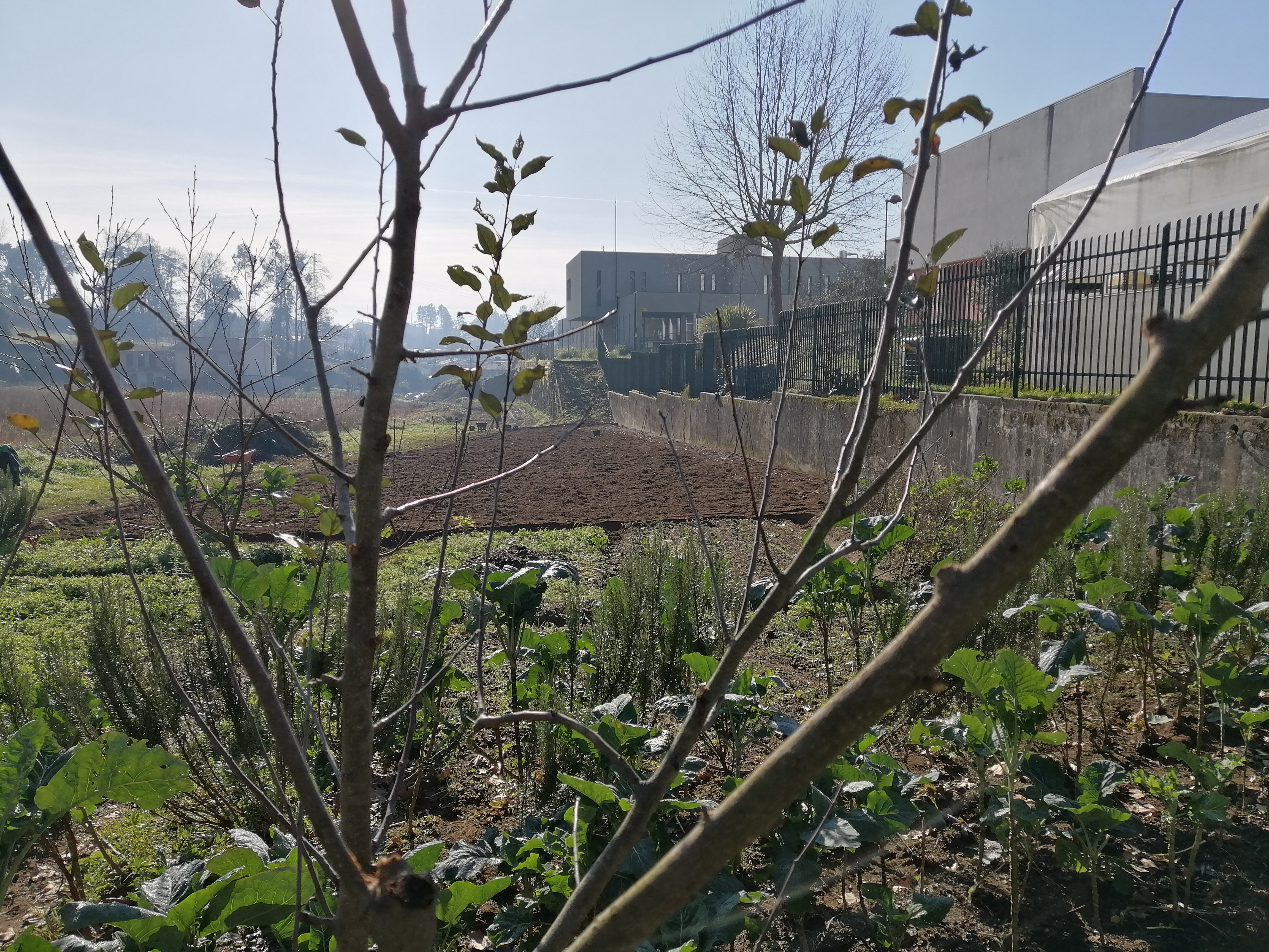 Plano geral da horta no Inverno