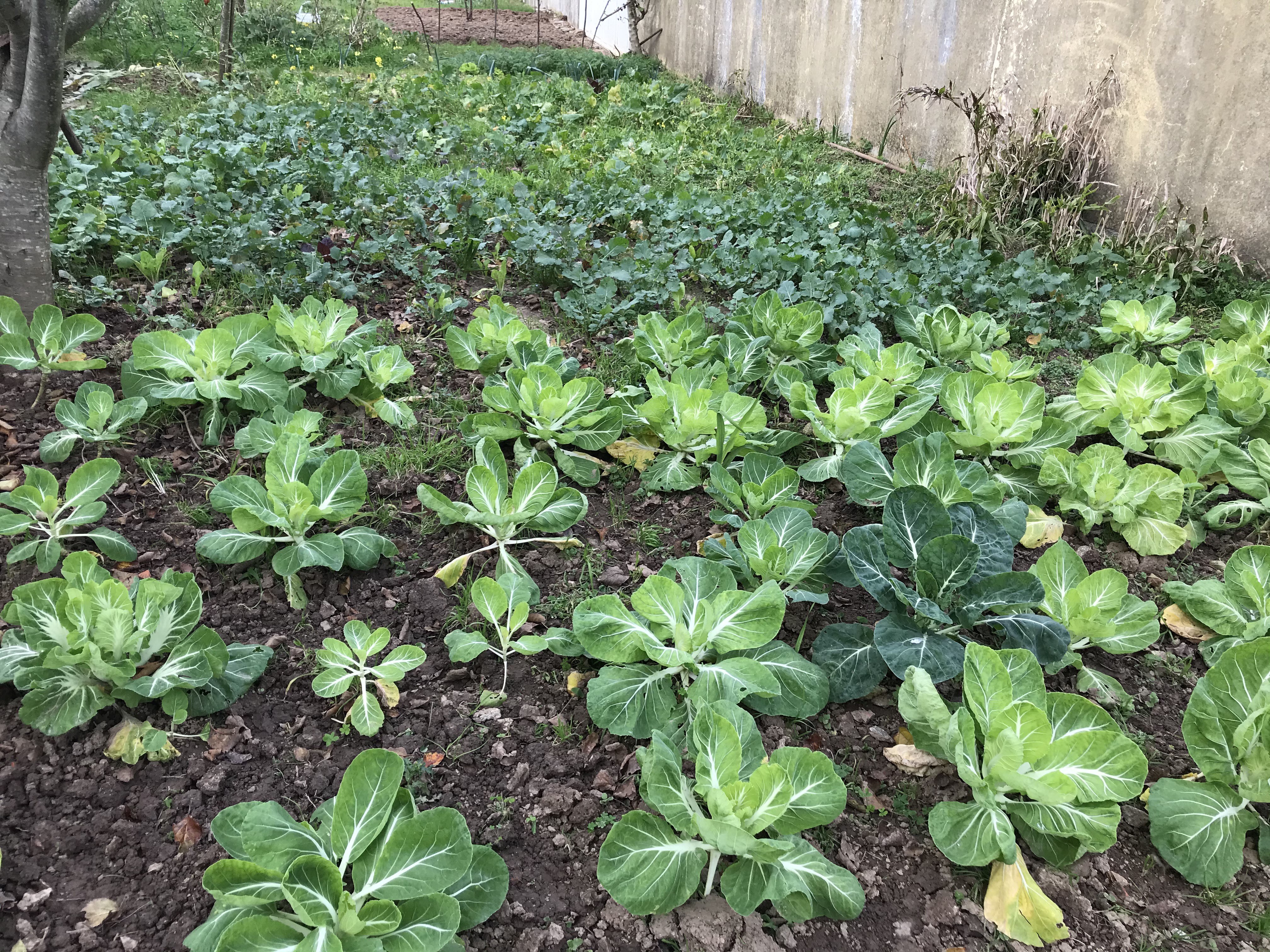 Horta pedagógica