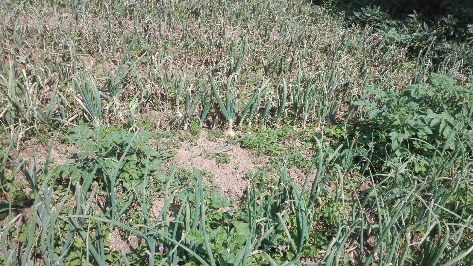 Nabos da nossa horta pedagógica