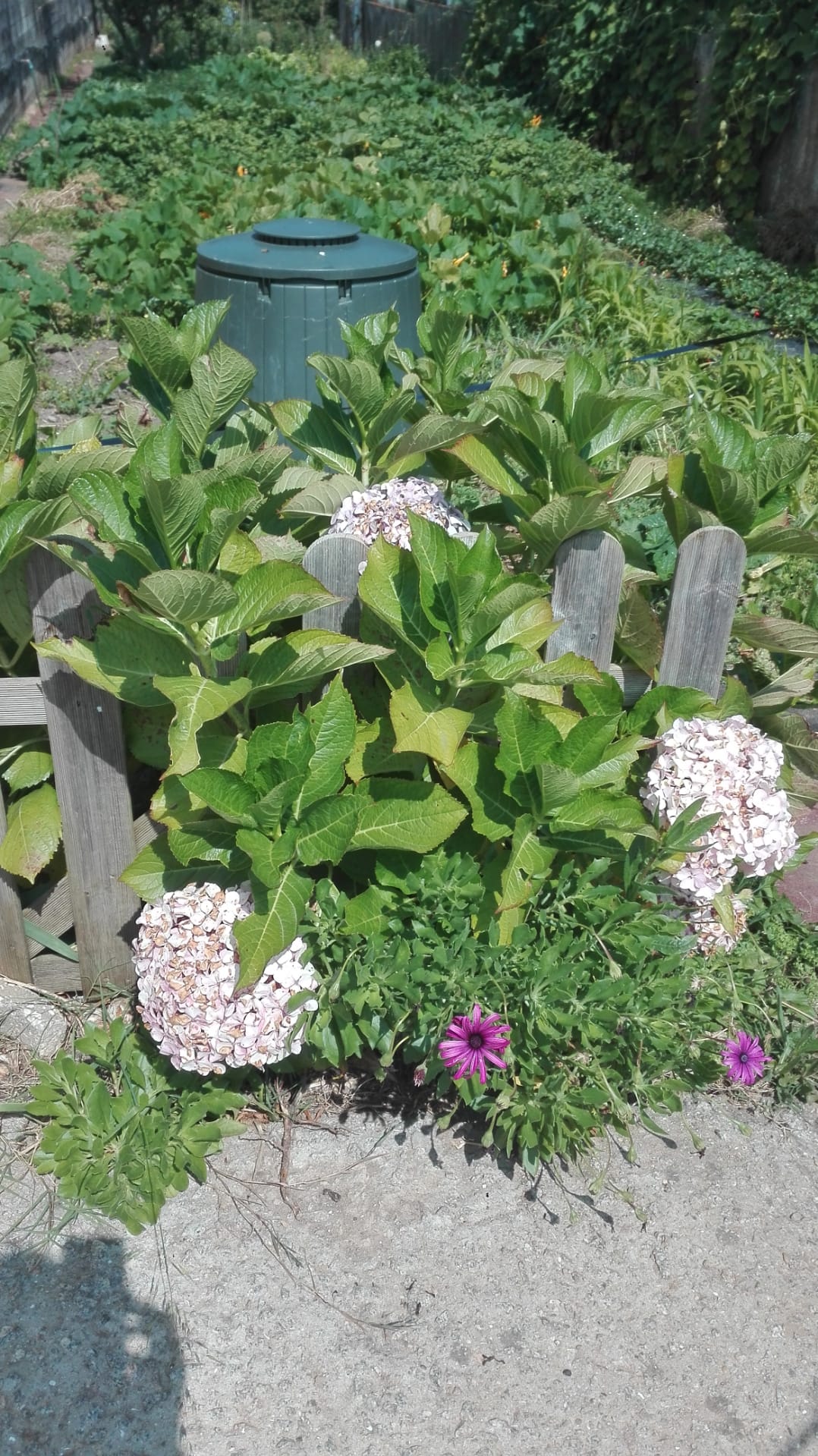 Compostor na nossa horta pedagógica
