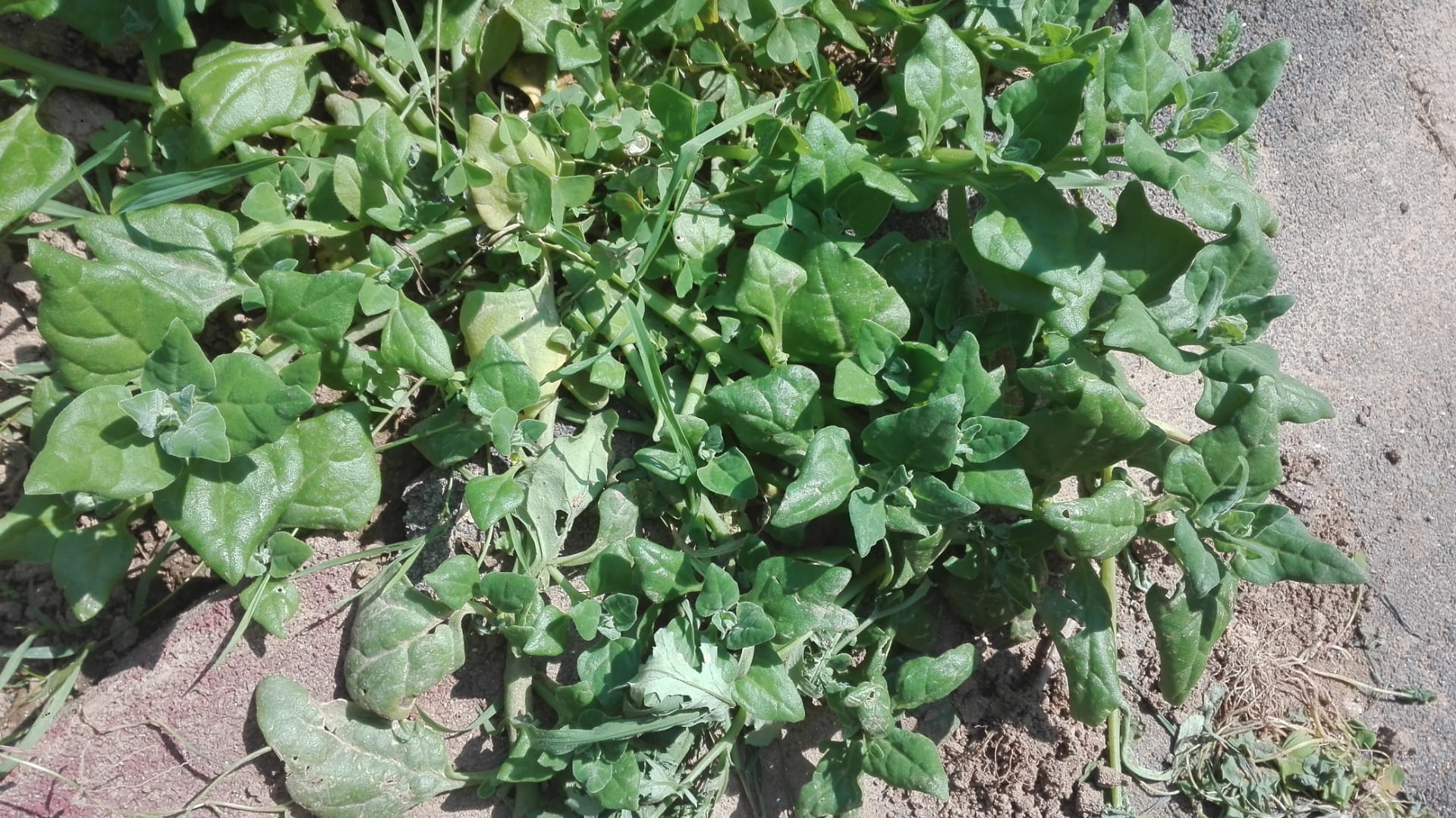 Produtos da nossa horta pedagógica: espinafres