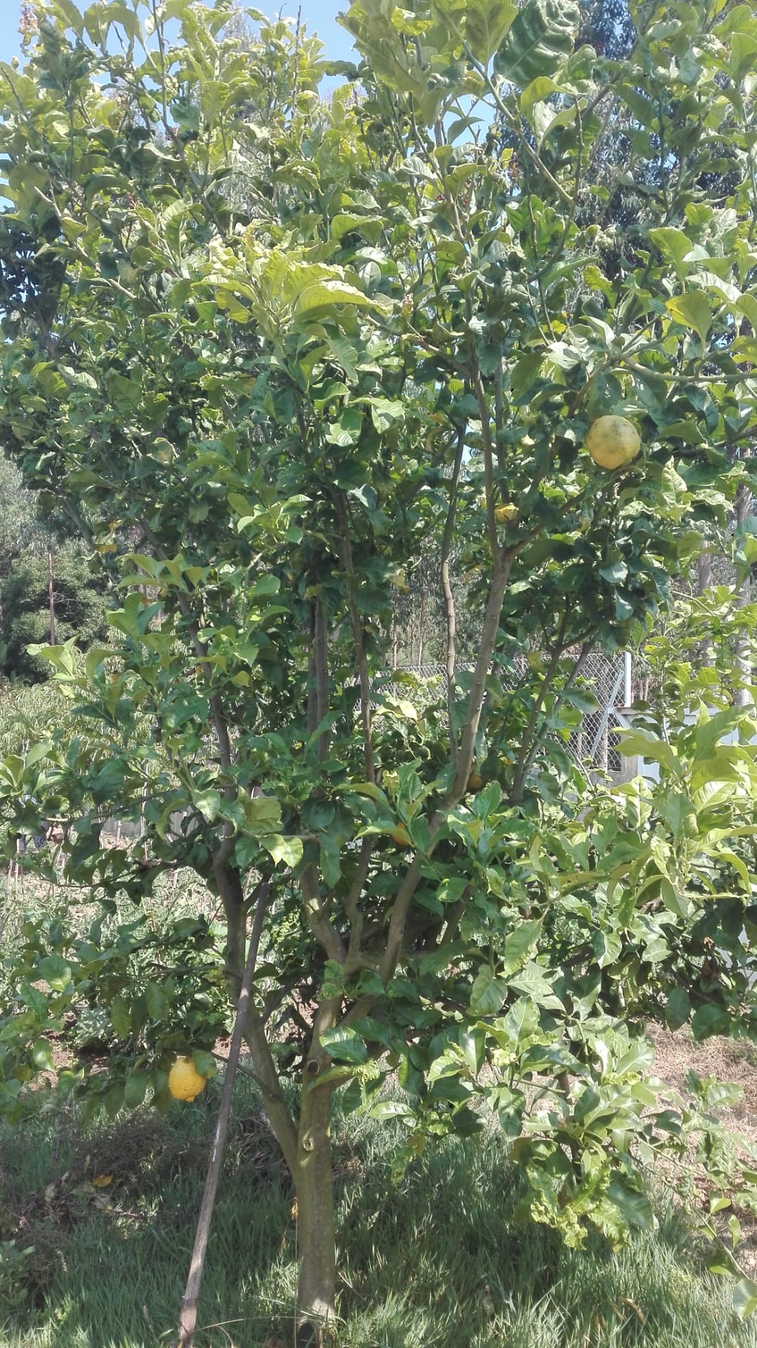 Produtos da nossa horta pedagógica: limões