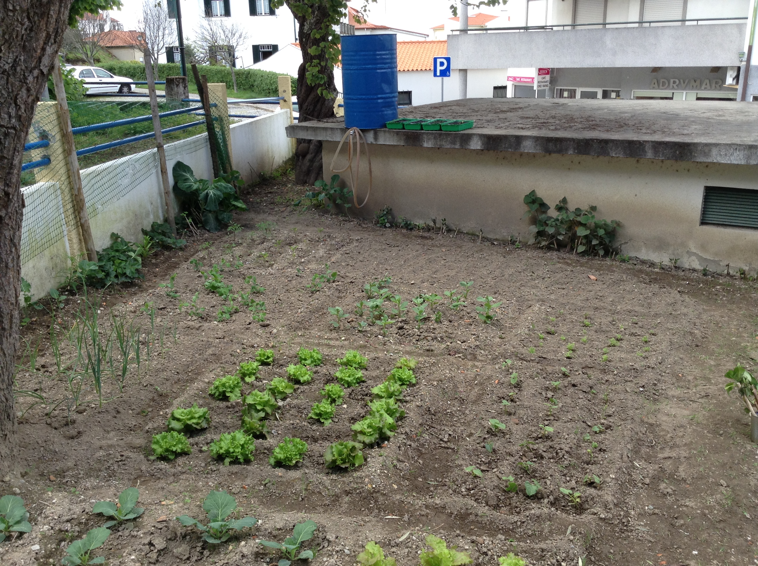 Sementeiras em canteiros (alfaces, cebolas, couves, tomates, pimentos, feijão, cenouras,ervilhas e favas)