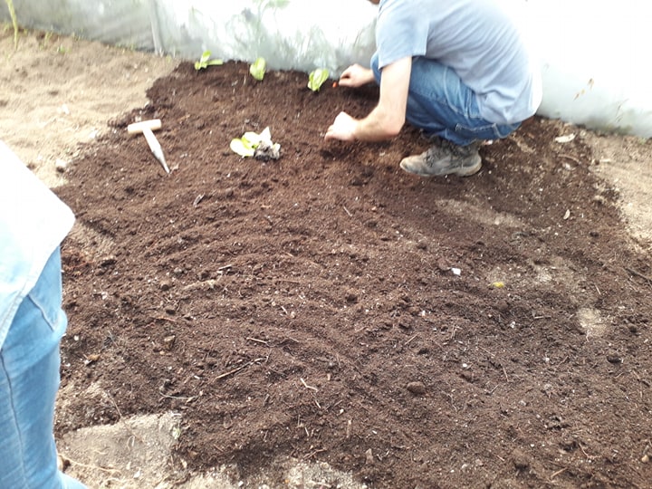 Plantação de alfaces.