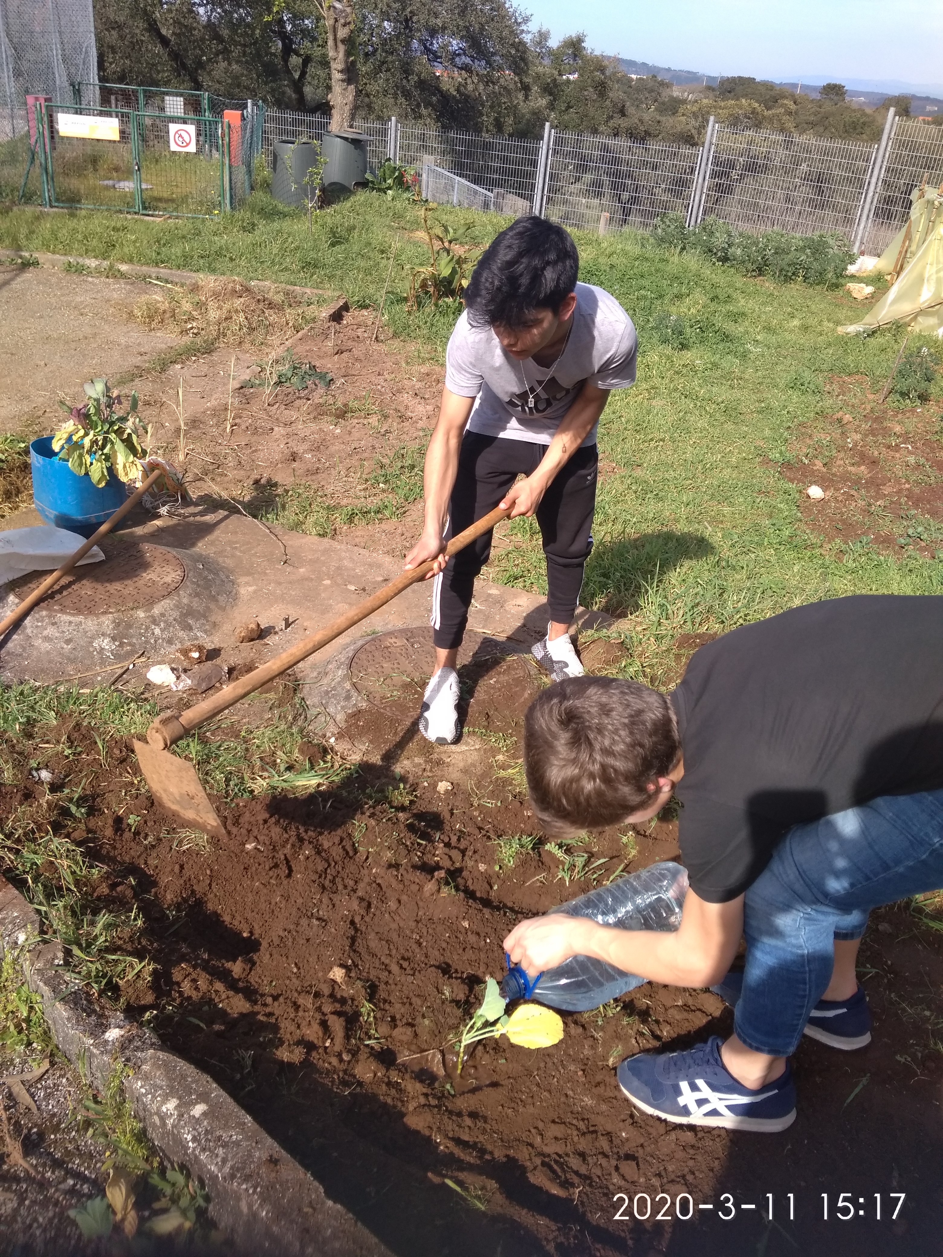 Plantação de pés de couve portuguesa.