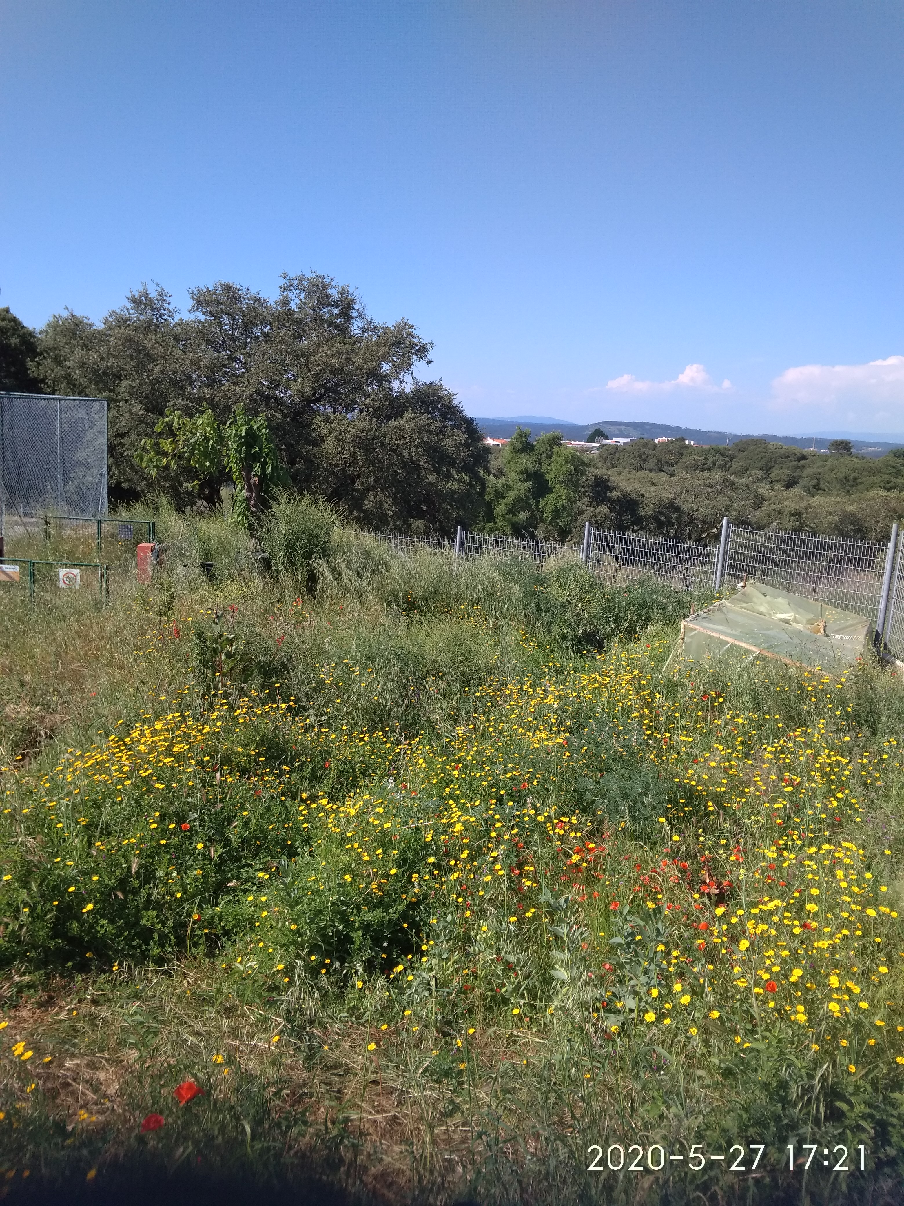 A biodiversidade da nossa horta que se desenvolveu livremente no período de confinamento.