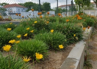 Estrelas do meio dia no talude das flores.