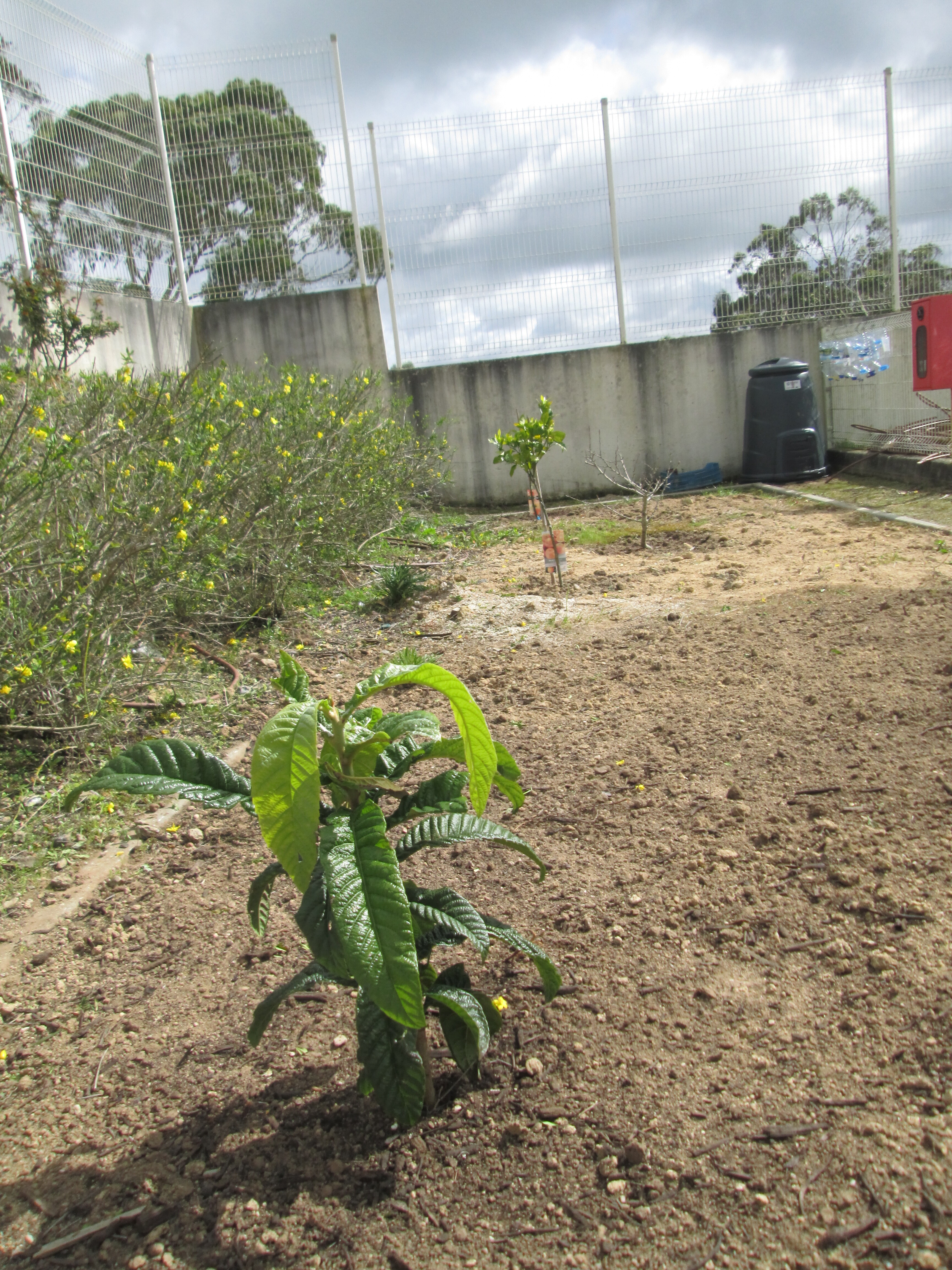 Como as árvores do pomar estavam muito juntas, transplantou-se a nespereira, para que as árvores cresçam melhor.