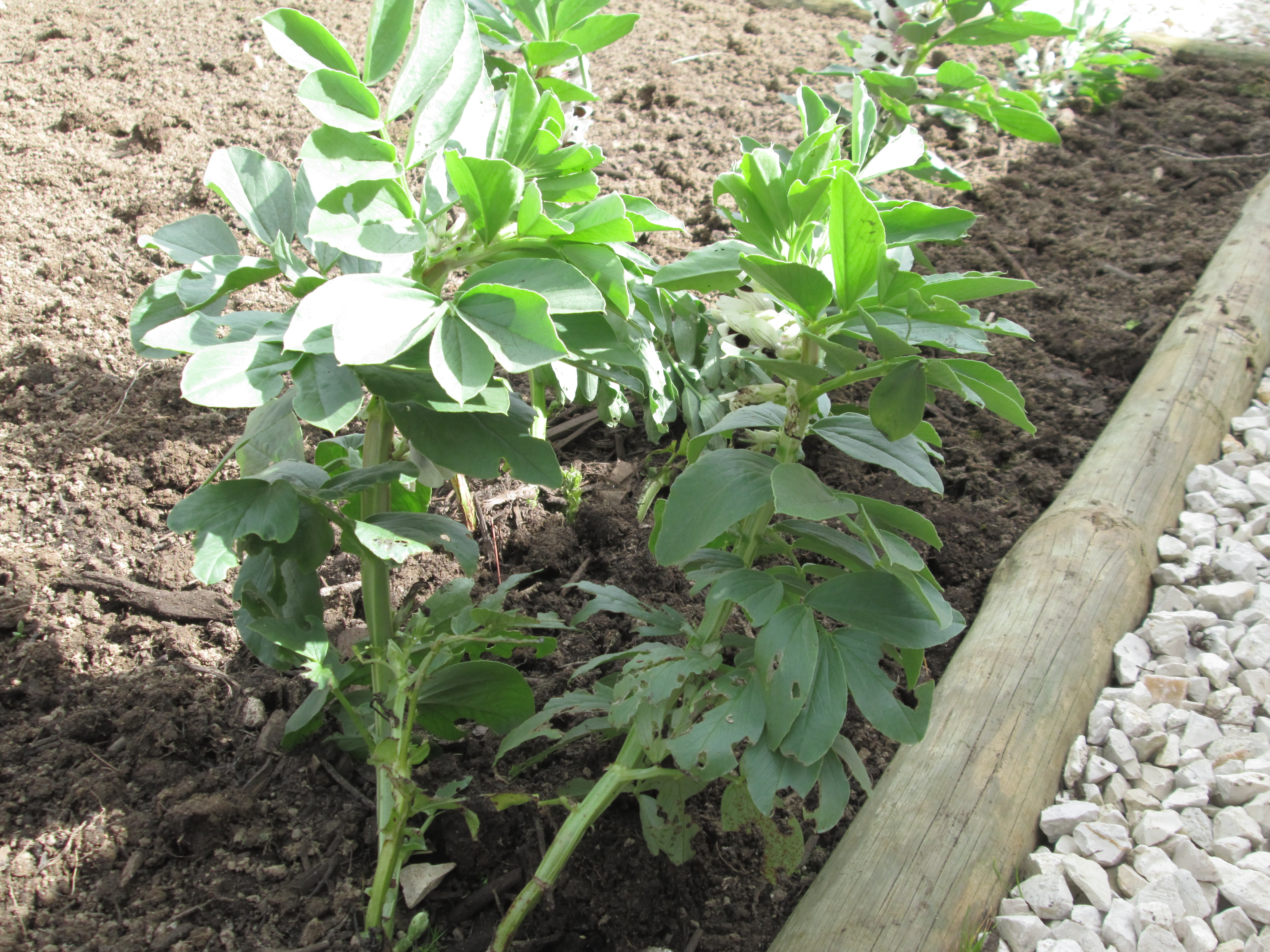 Favas em crescimento, atacadas por caracóis.