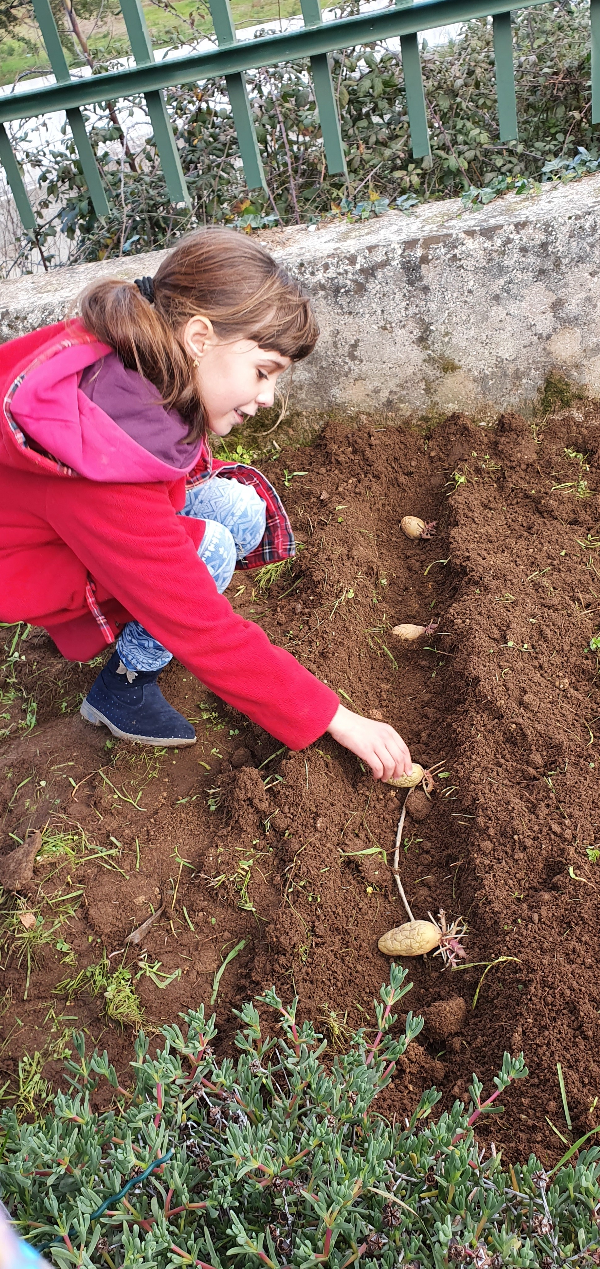 Sementeira da batata- aluna coloca a semente (batata do ano anterior)  no rego de forma cuidadosa, para que  a  sua germinação ocorra  nas melhores condições.