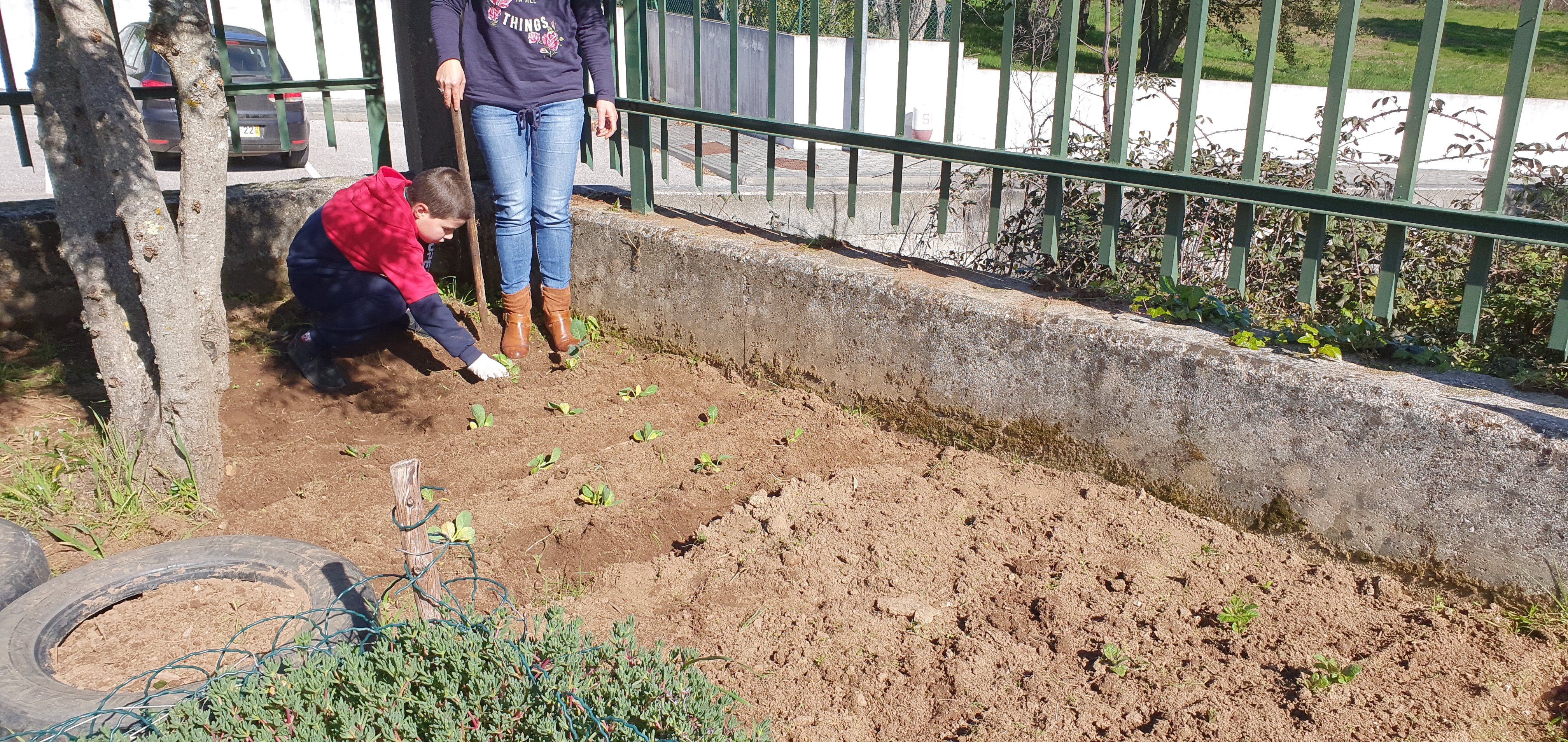 Plantação de couve  lombarda  - é uma  couve muito popular na zona centro, por se adaptar bem ao outono e ao inverno, no entanto poderá ser cultivada durante todo o ano.
