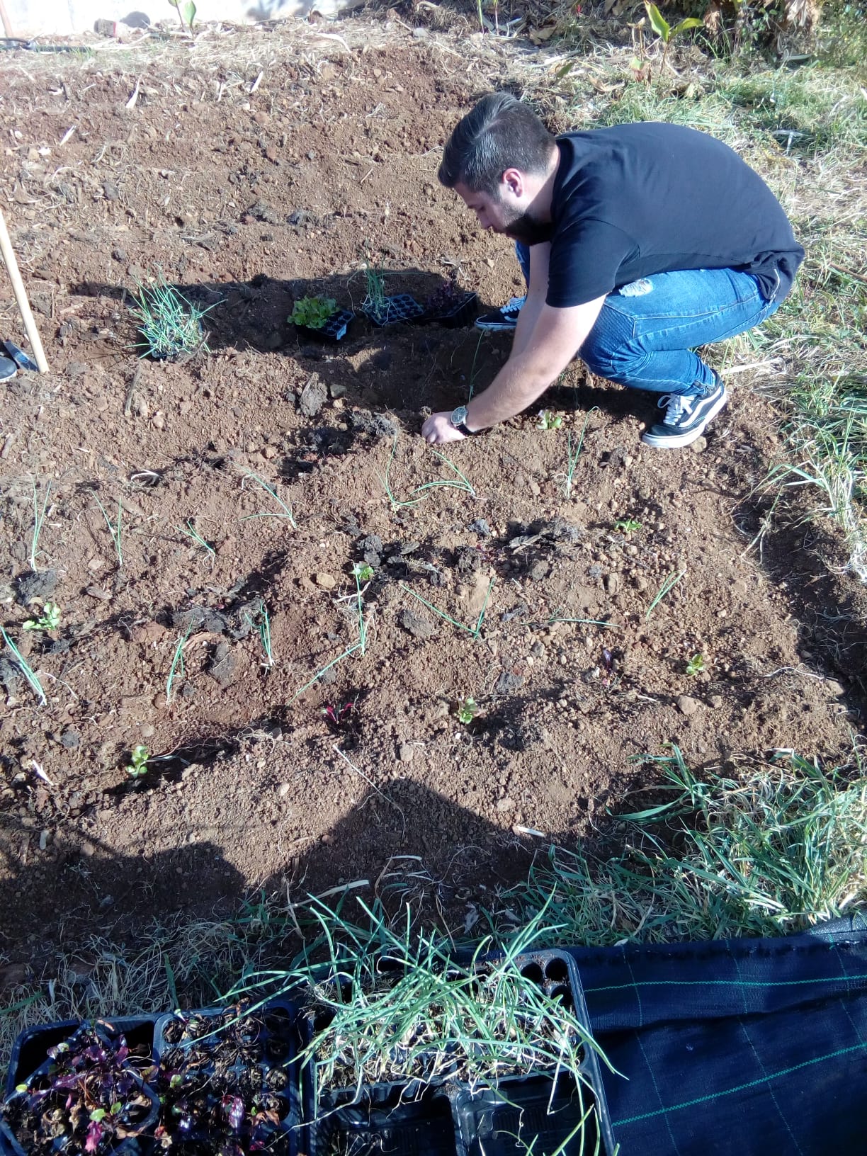Plantando diferentes hortícolas: alfaces de vários tipos, alho francês, pimentas, brócolos, beterraba, cenouras.
Na bordadura da horta plantámos lavanda, alecrim.