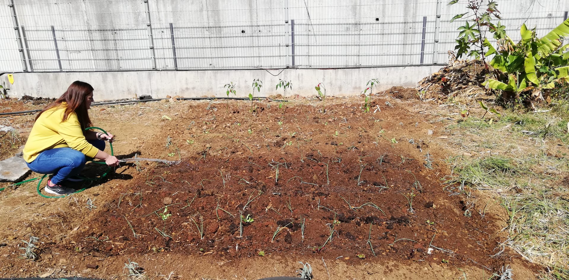 Plantando diferentes hortícolas: alfaces de vários tipos, alho francês, pimentas, brócolos, beterraba, cenouras.
Na bordadura da horta plantámos lavanda, alecrim.