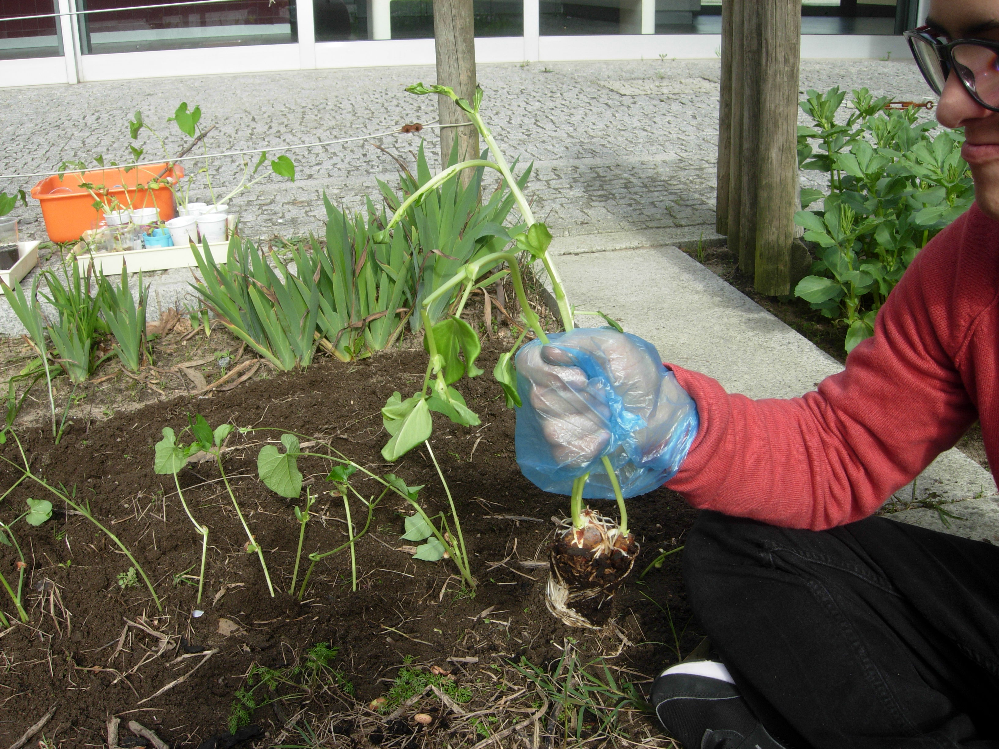 Plantação de feijoeiros germinados nas experiências feitas nas aulas de Ciências Naturais.