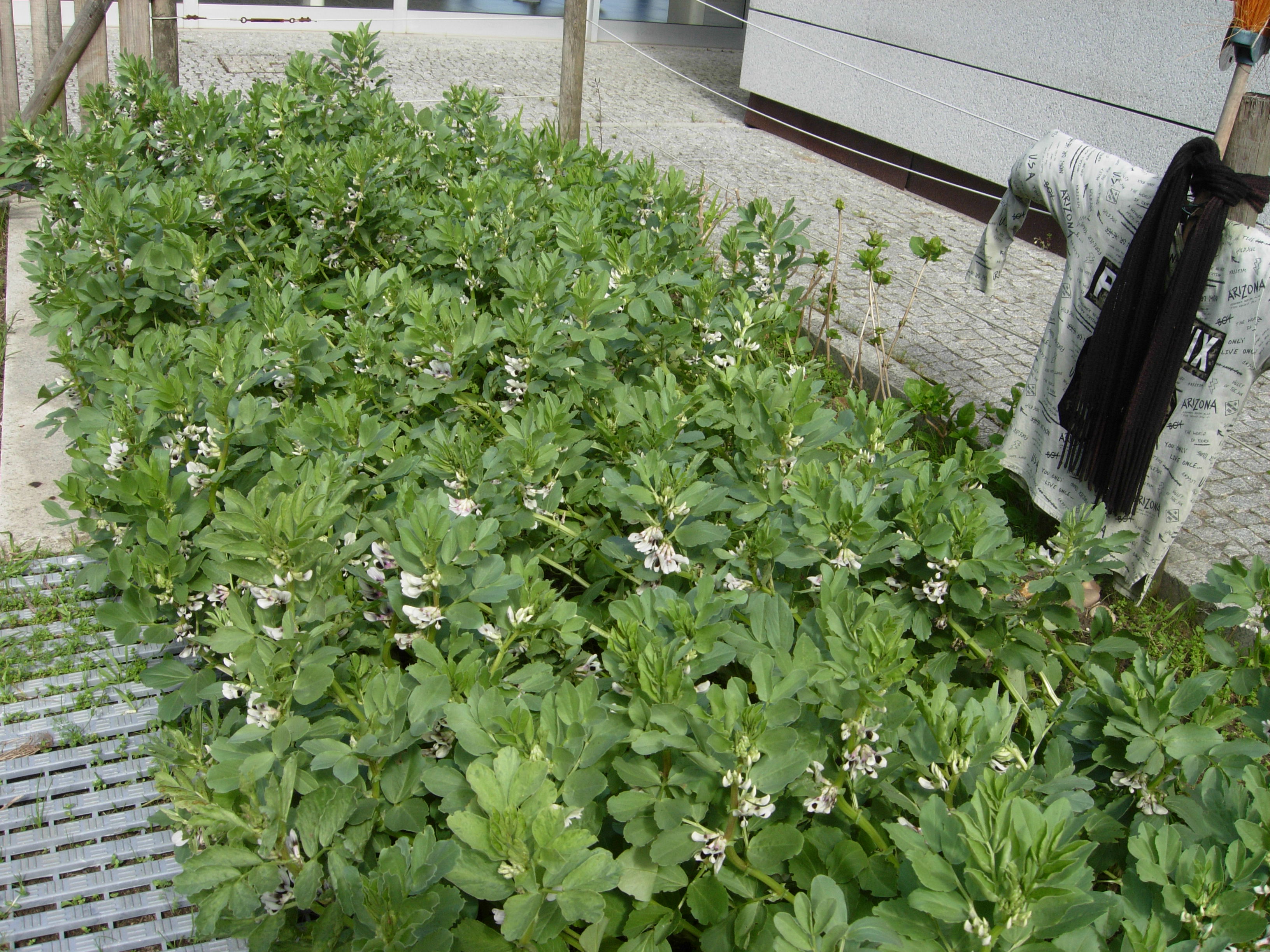 As favas estão cheias de flor; perspetiva de uma boa colheita?