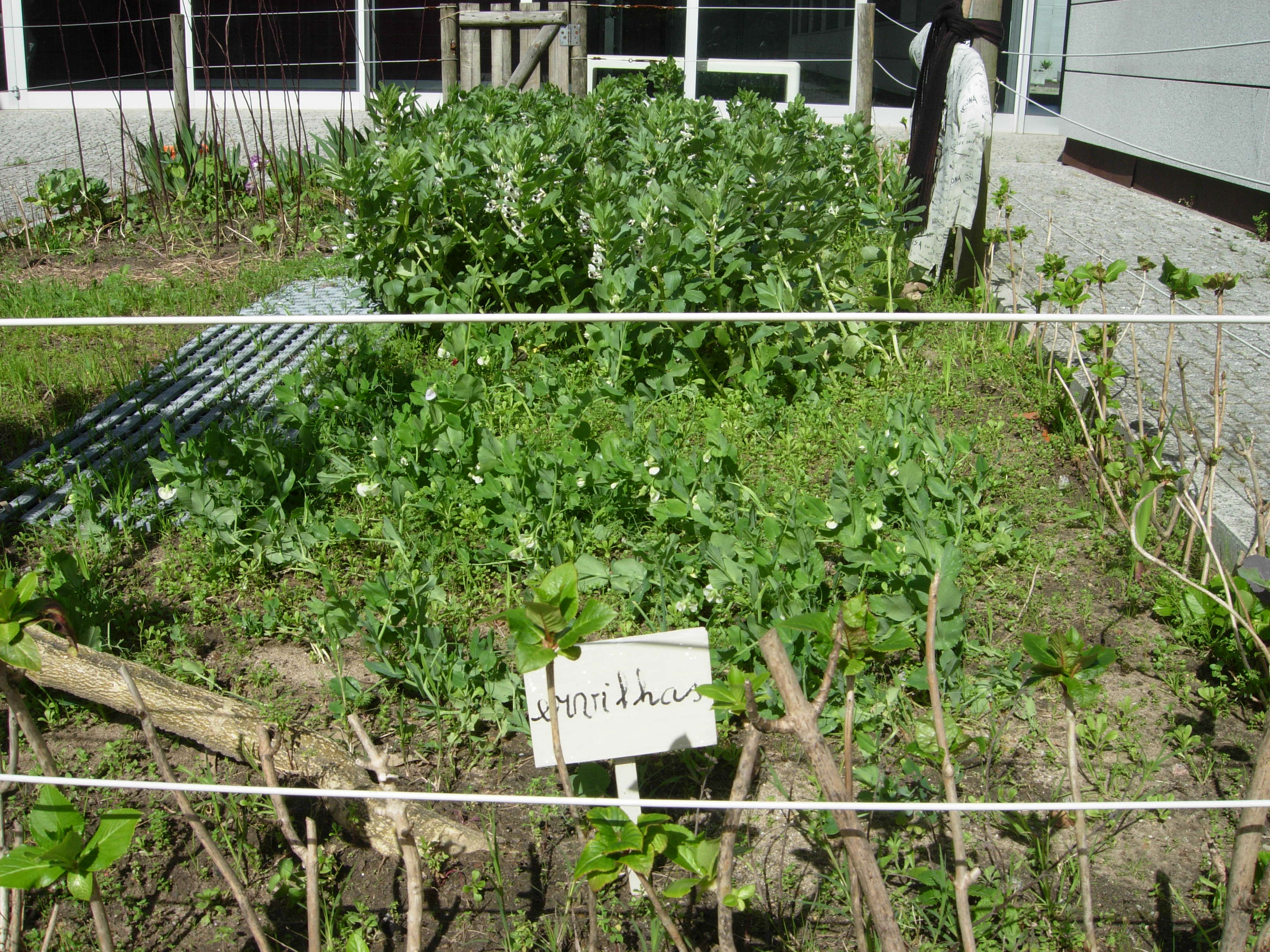 A nossa horta, na primeira quinzena de março, com as favas e as ervilheiras já bem desenvolvidas