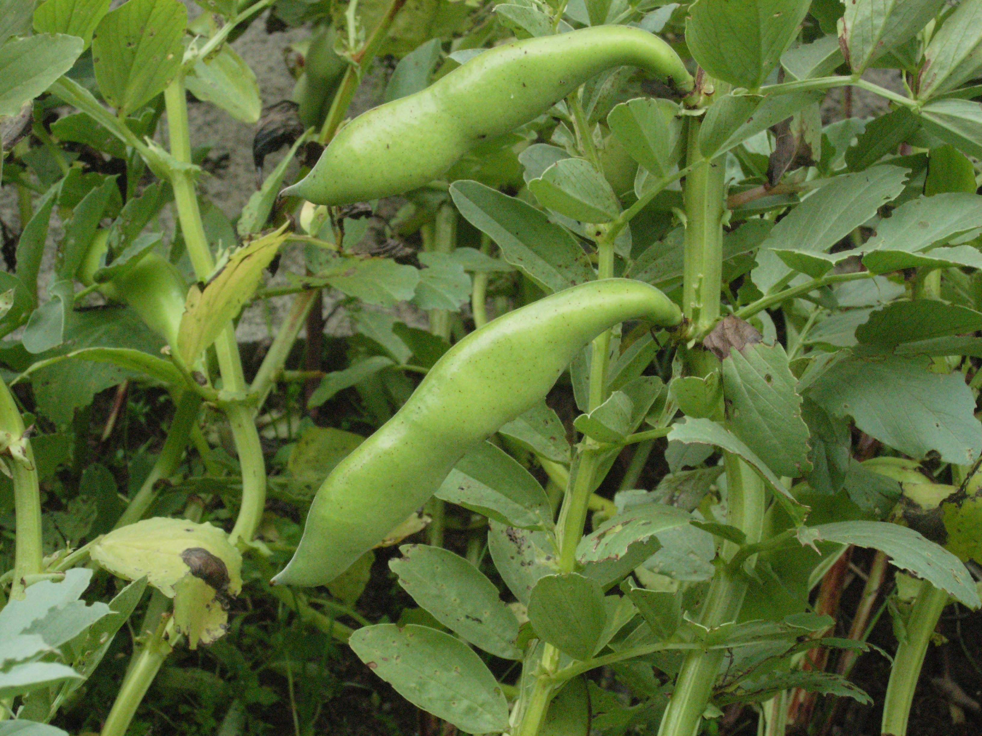 As nossas favas estão lindas e prontas para a colheita; não lhes faltou a água da chuva.