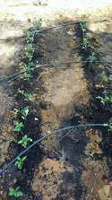 pimentos