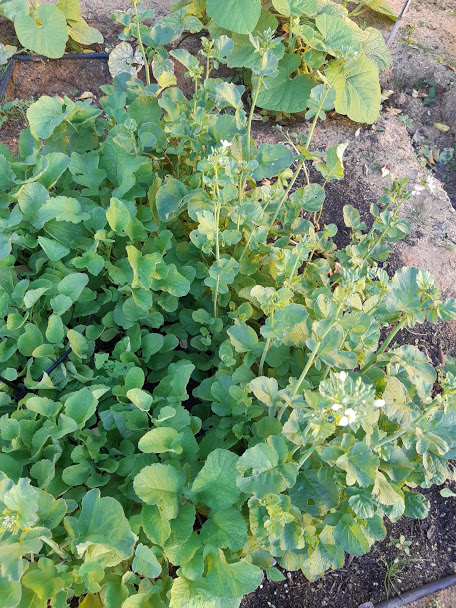 Rabanetes horta