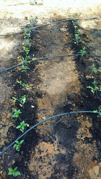 pimenteiros