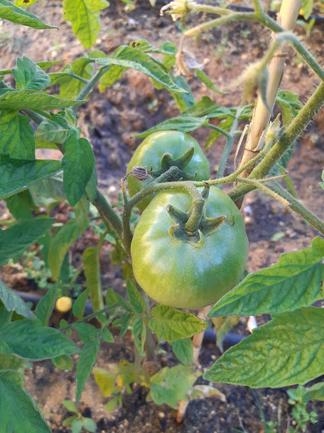 Tomate