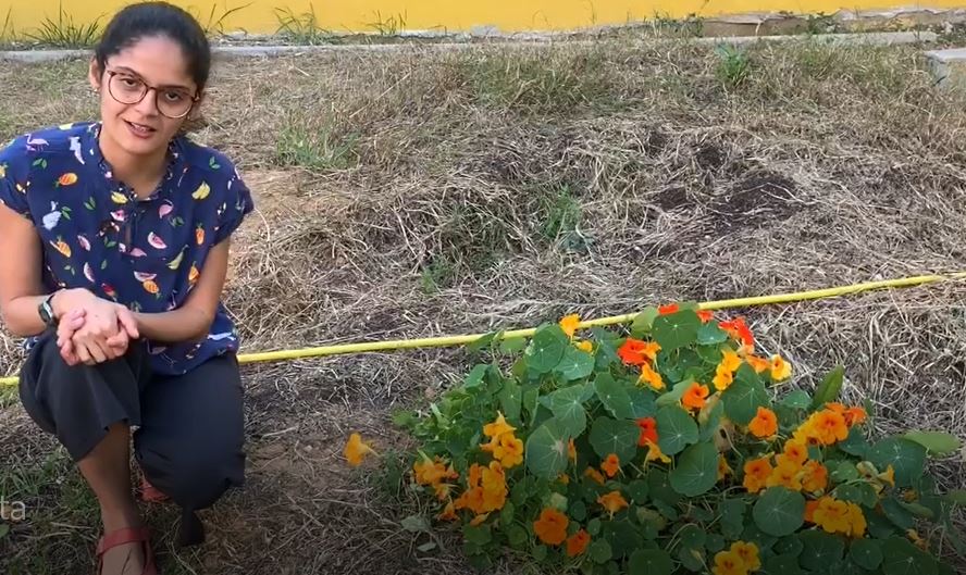 Flores comestíveis