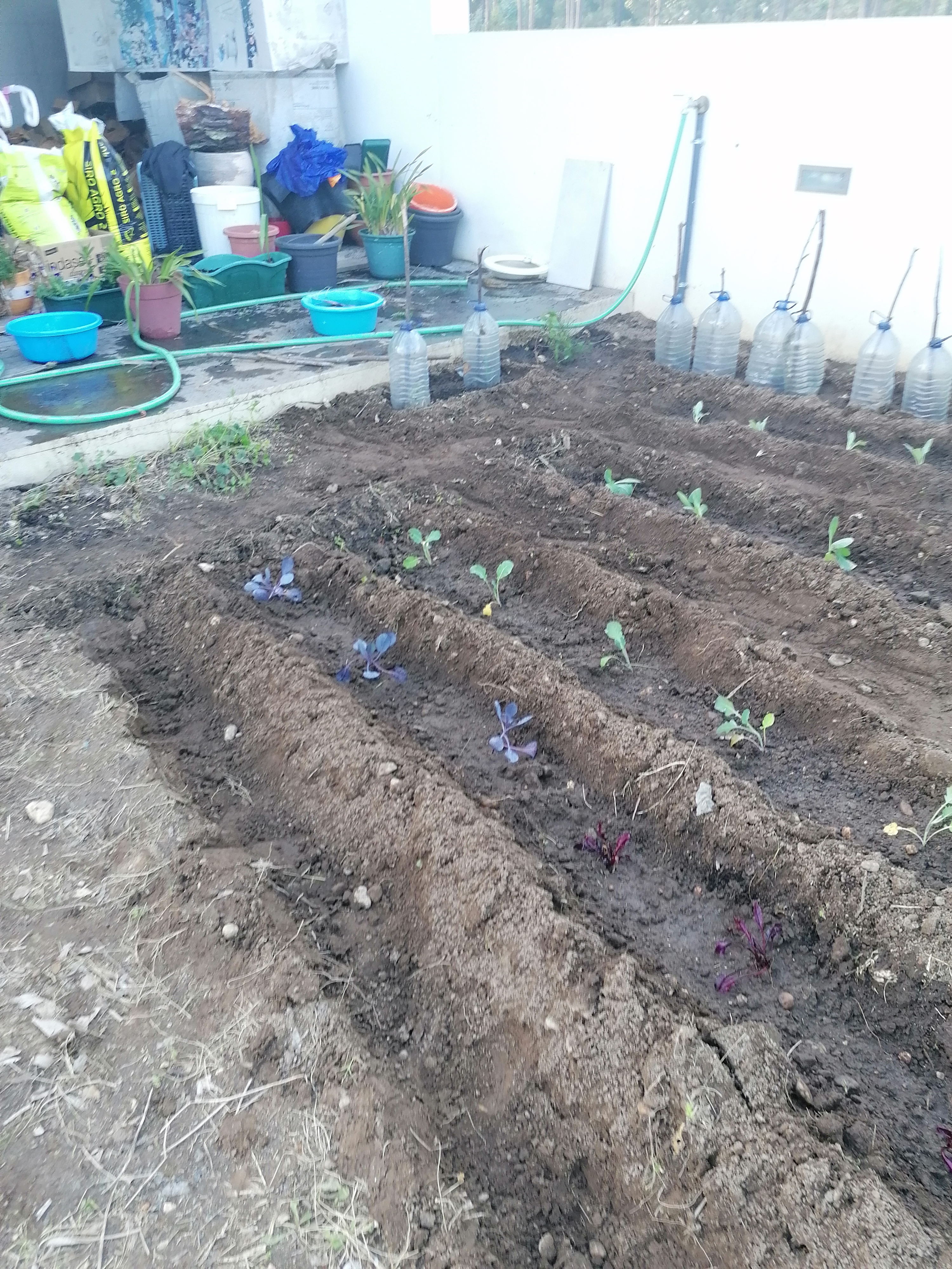 Início da plantação no mês de março de vários vegetais, desde alfaces, couve-flor, couve-roxa, bróculos, tomates. É de referir que as fotos do mês de março são de abril.