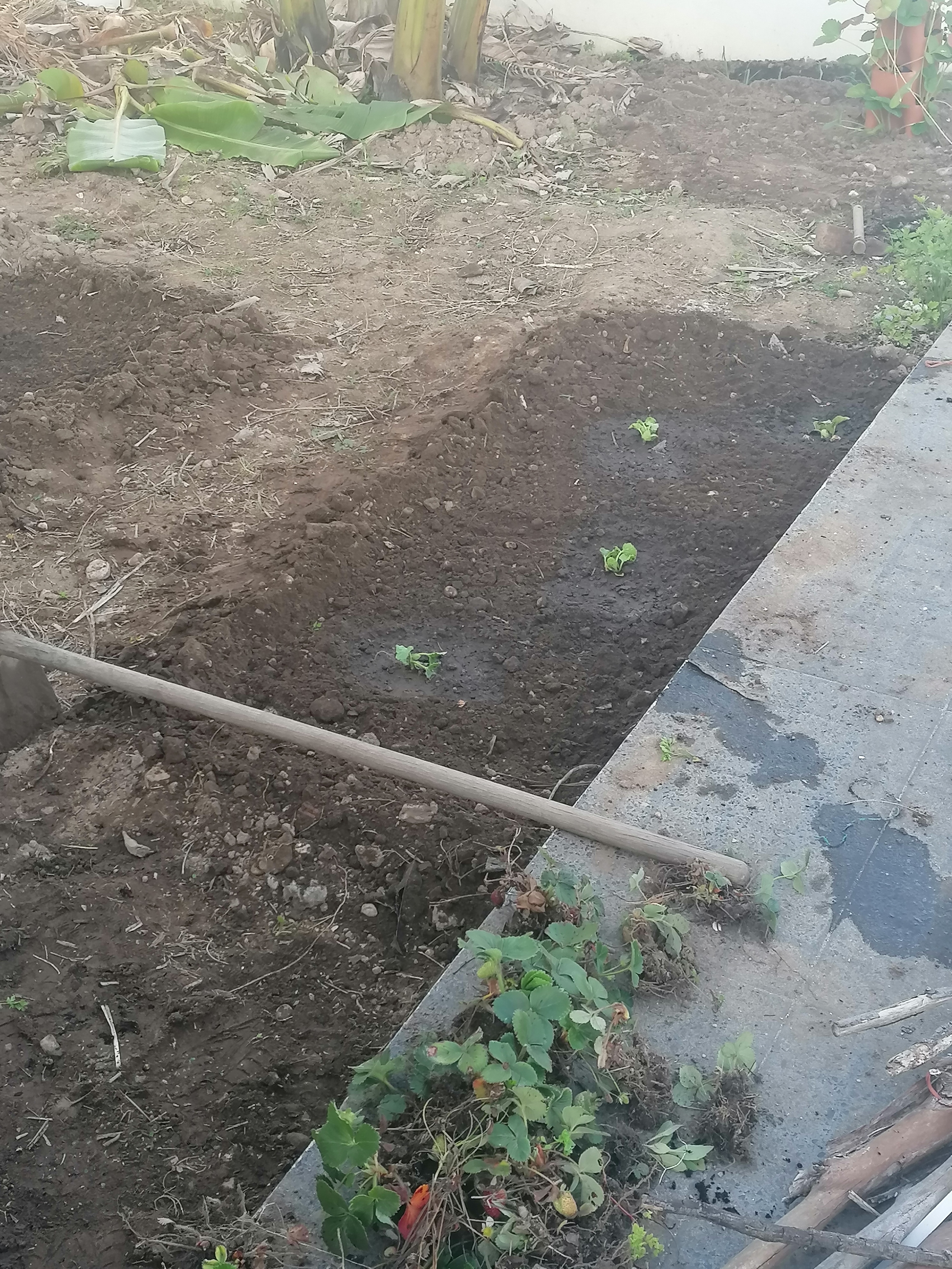Plantação de meloas.