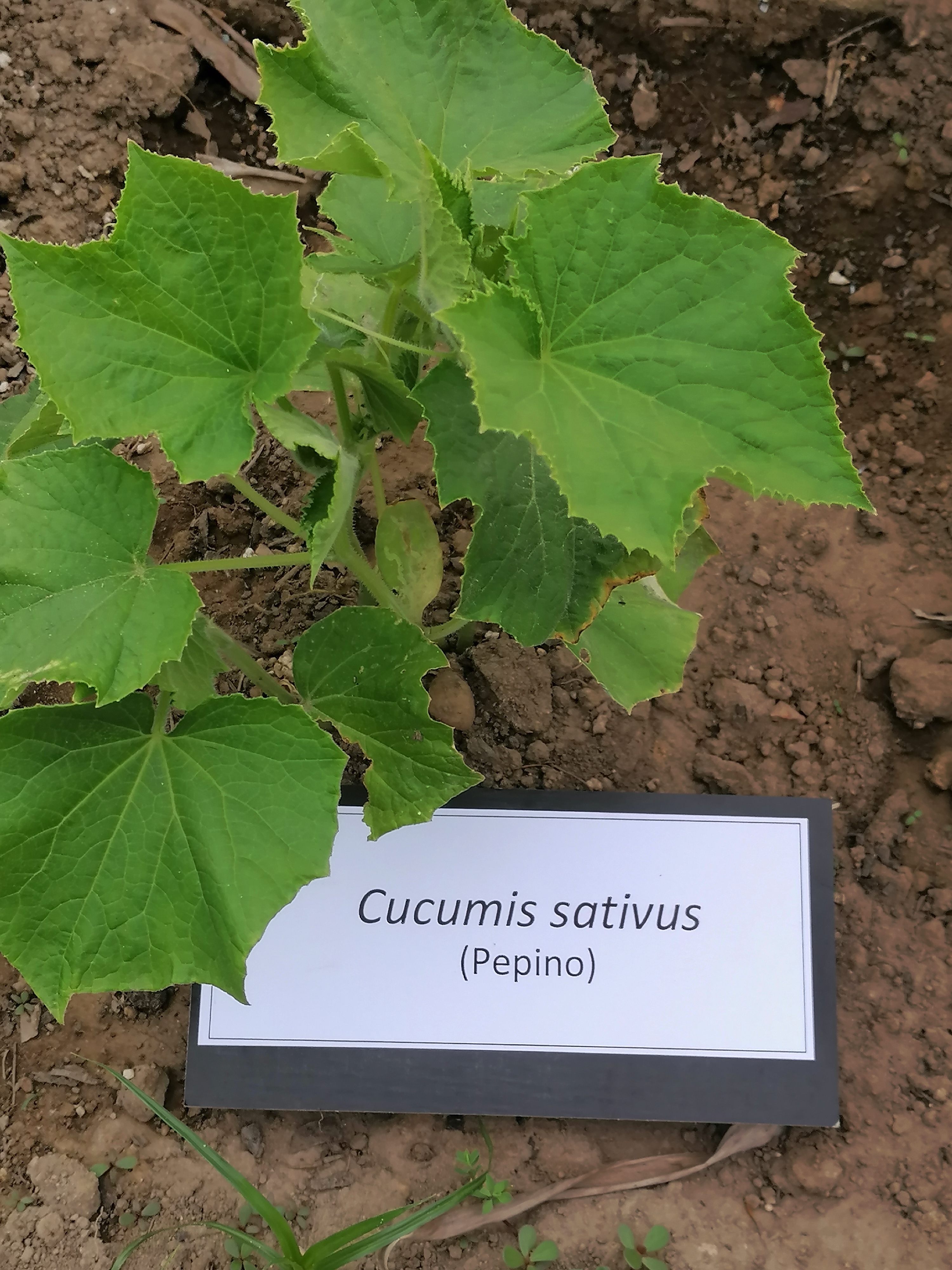 Identificação do pepino.