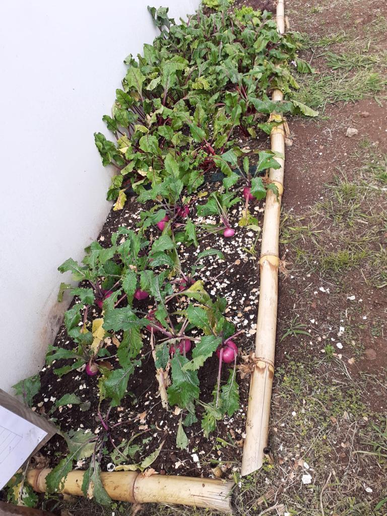 Legumes da horta já grandes