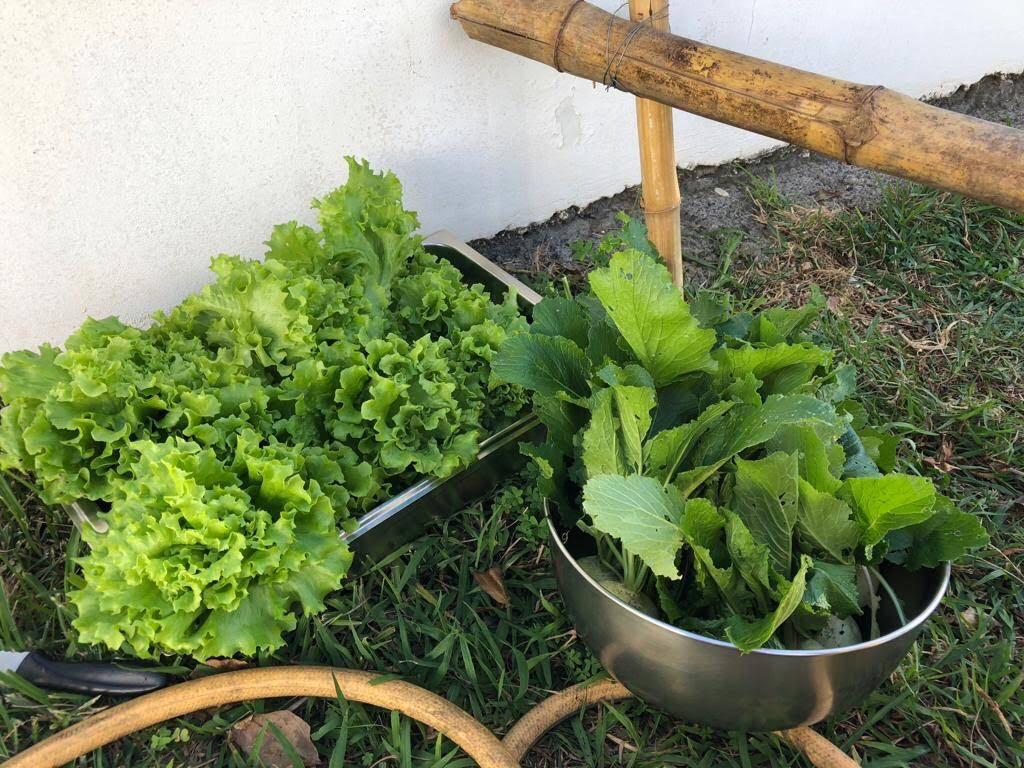 Legumes que foram colhidos