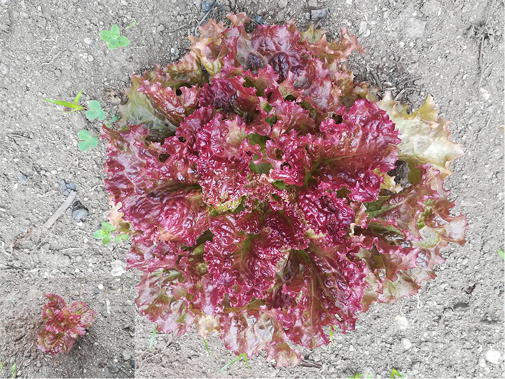 Na escola - Alfaces resistentes (plantadas em meados de março, foram recolhidas por uma aluna que reside perto da escola - devido à pandemia COVID-19, não foi possível os alunos reunirem-se e recolherem as mesmas).