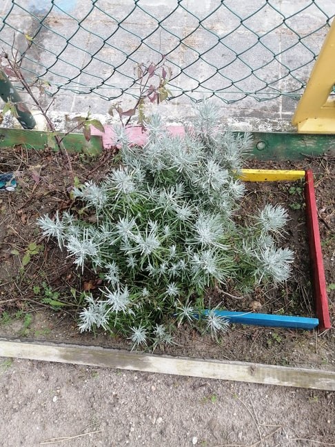 Na escola - Manutenção da plantação de caril.