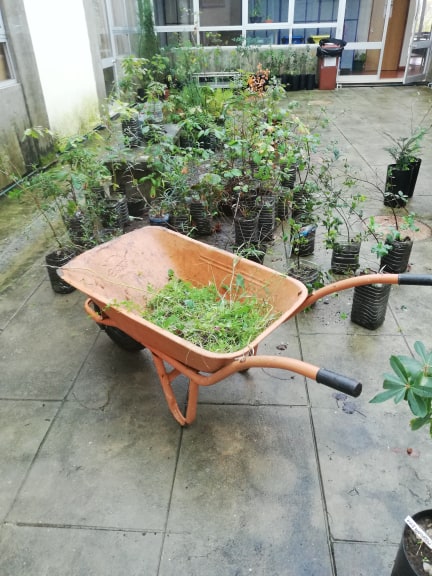 Limpeza do Viveiro de Árvores adjacente e complementar da Horta Pedagógica no mês de novembro, com os alunos do Clube Eco.